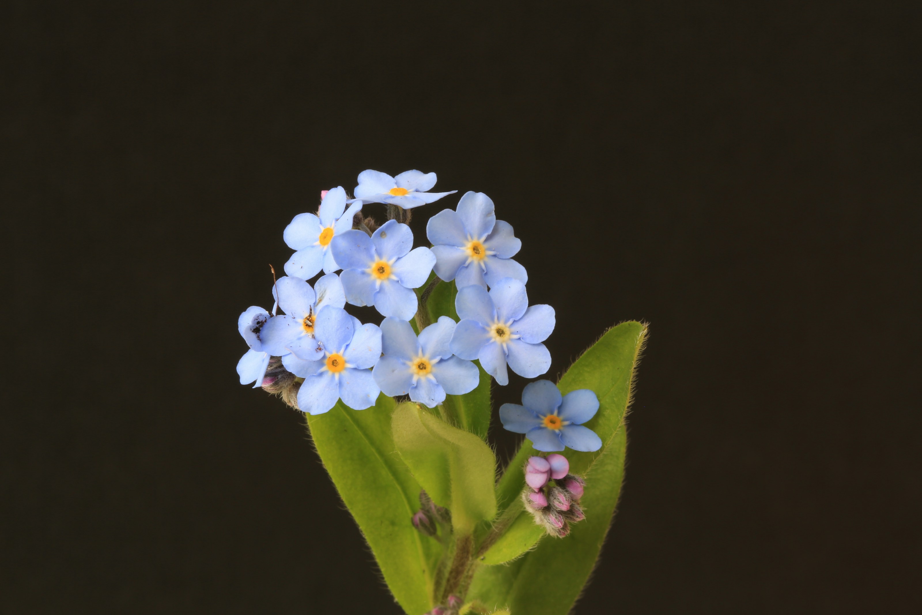 Forget-me-not flowers