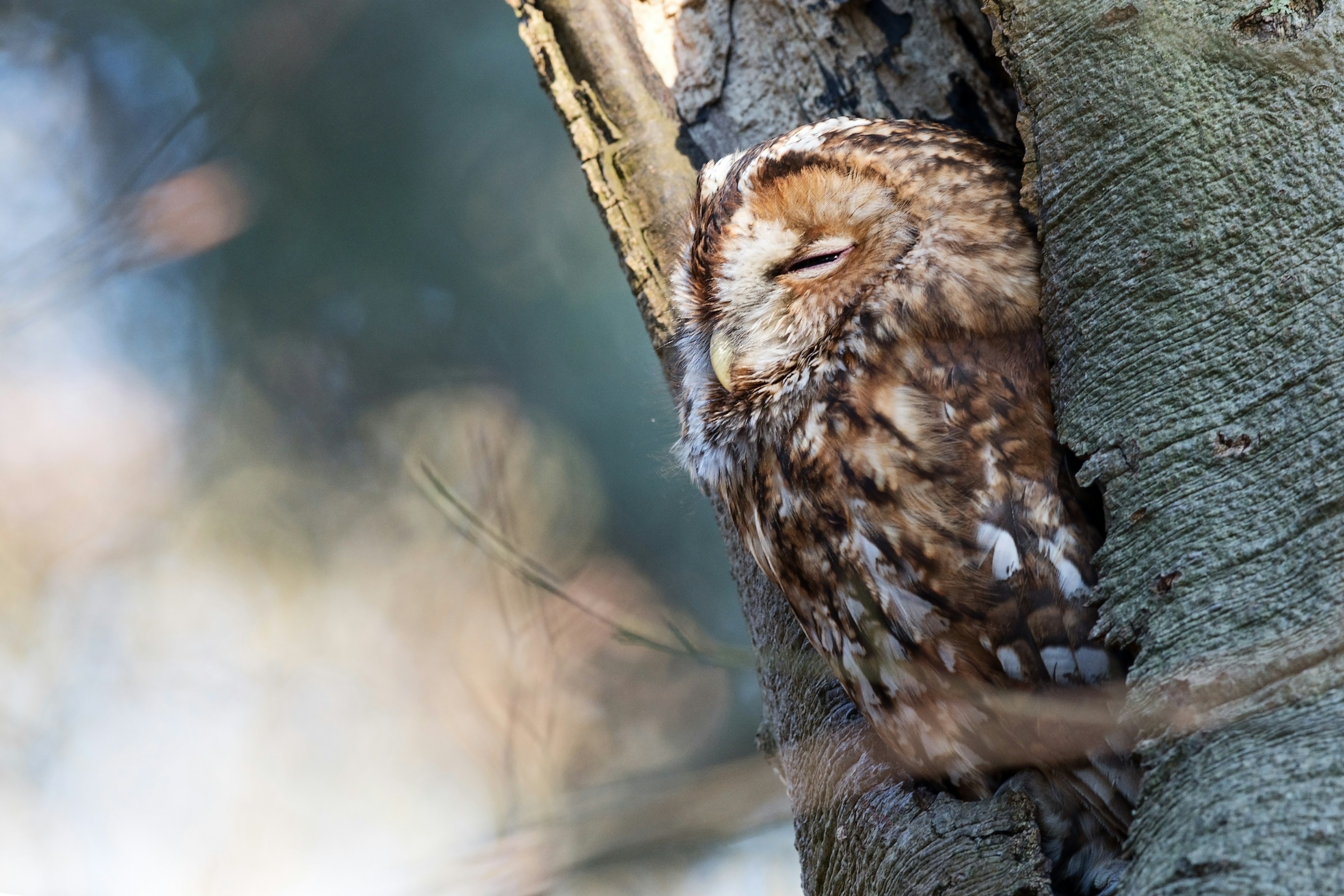 A tawny owl perched outdoors