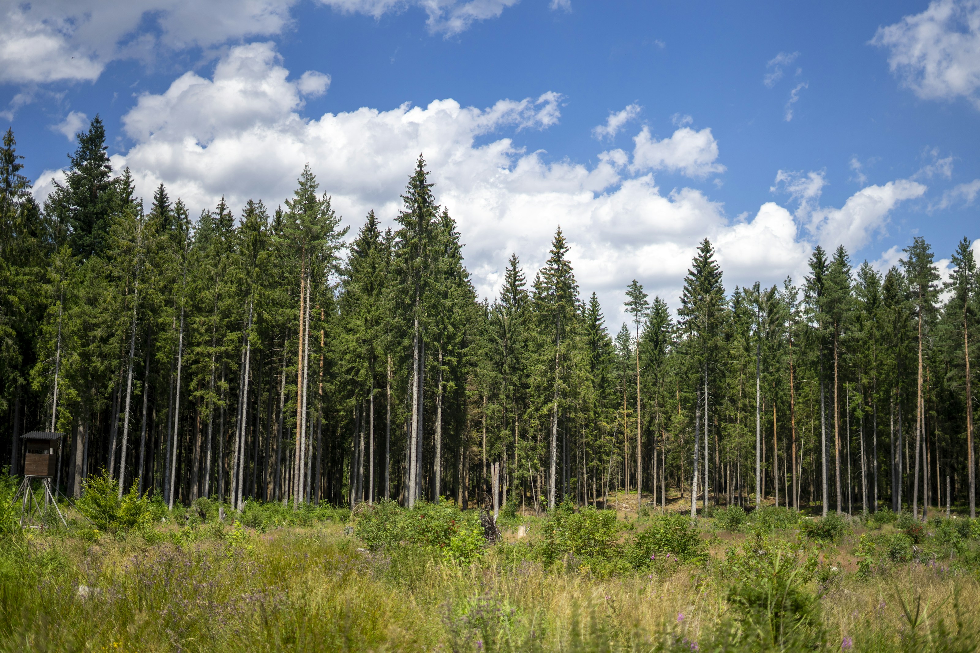 Tall conifer trees in woodland