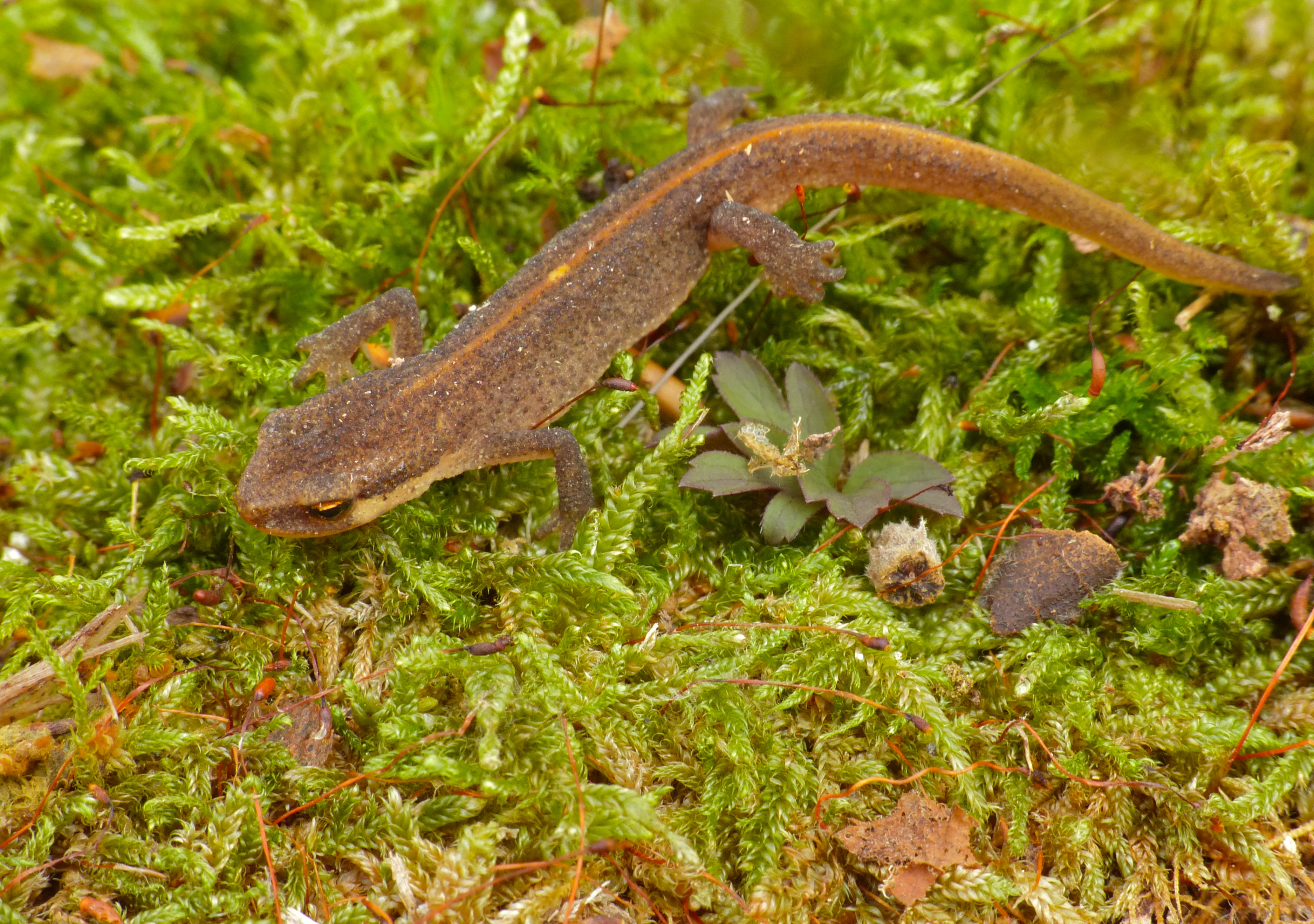 A palmate newt on moss