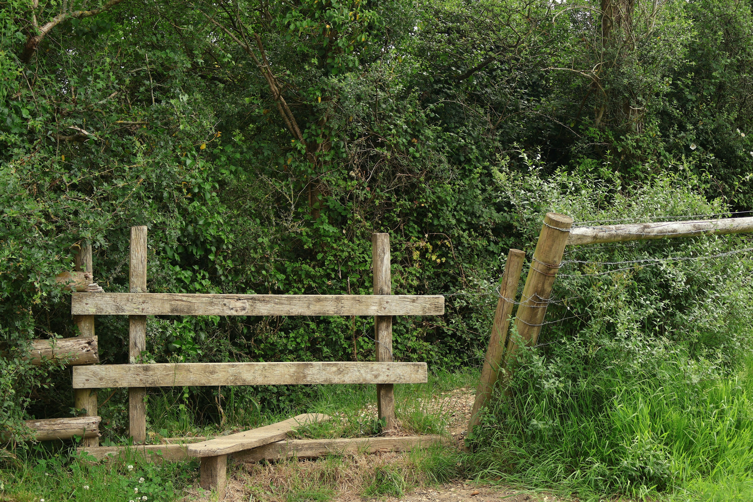 A path through woodland