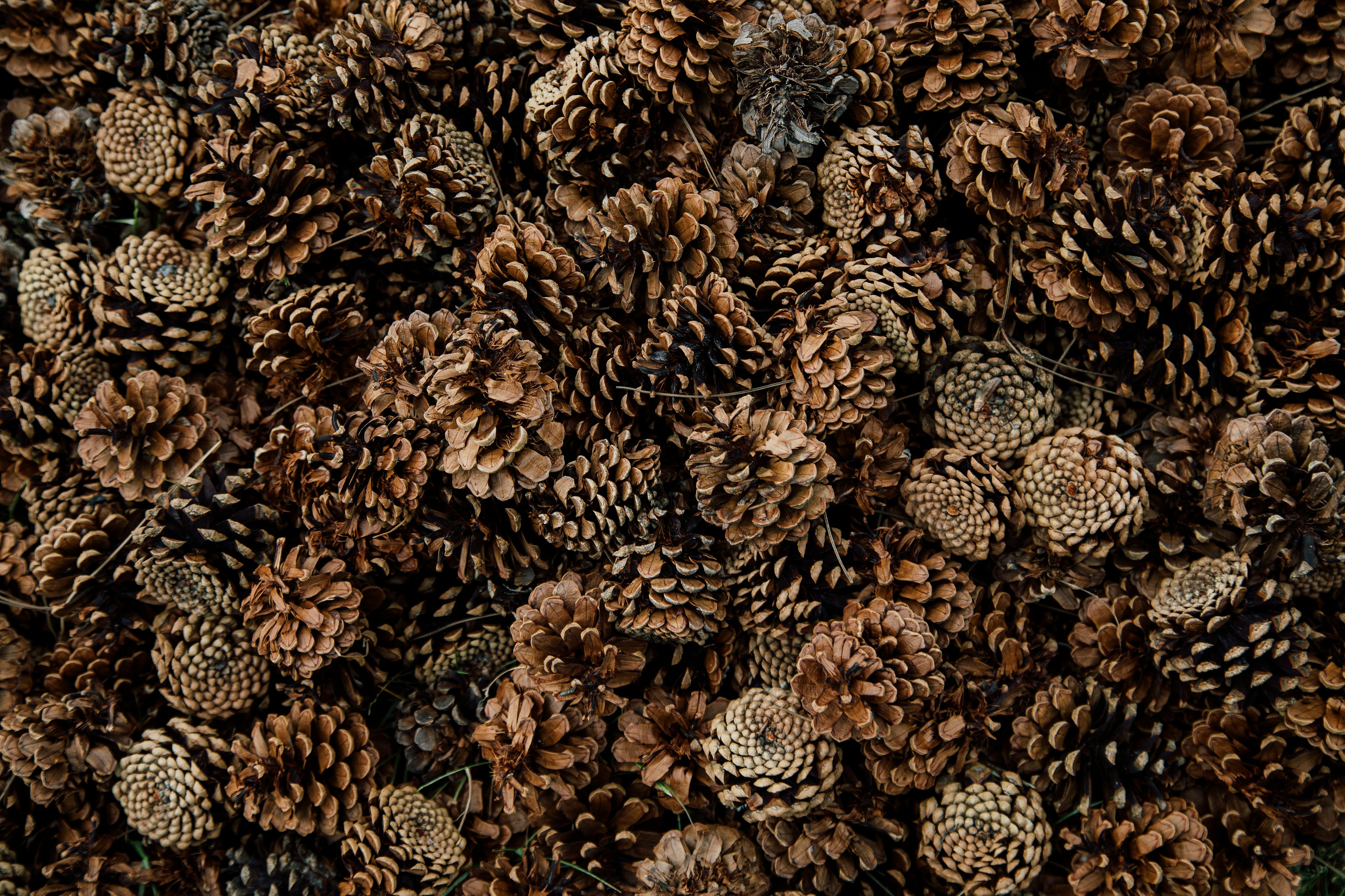 Pine cones on a natural surface