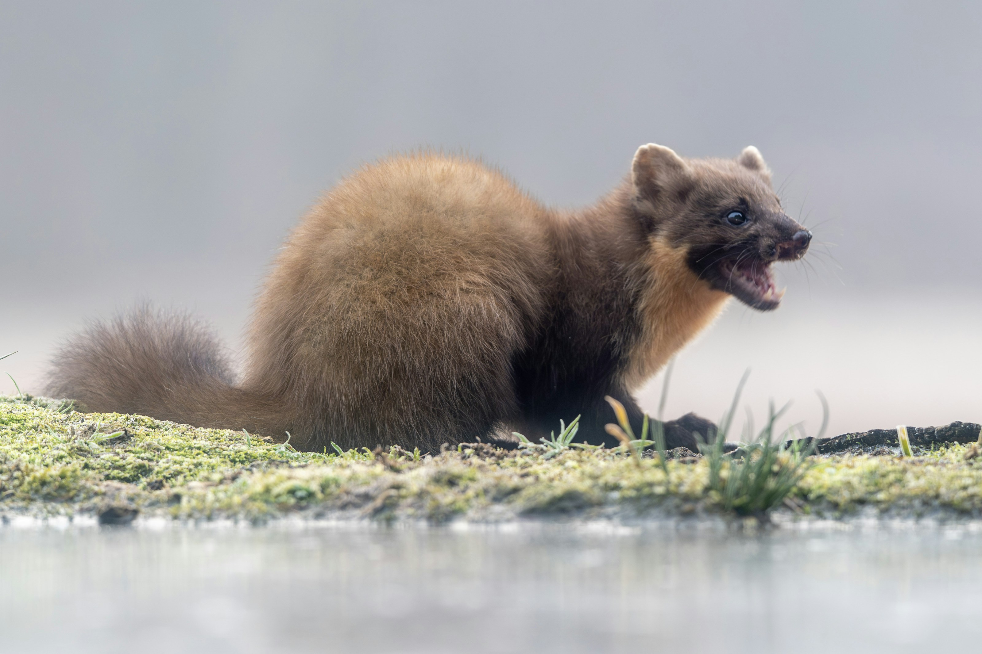 A pine marten in woodland