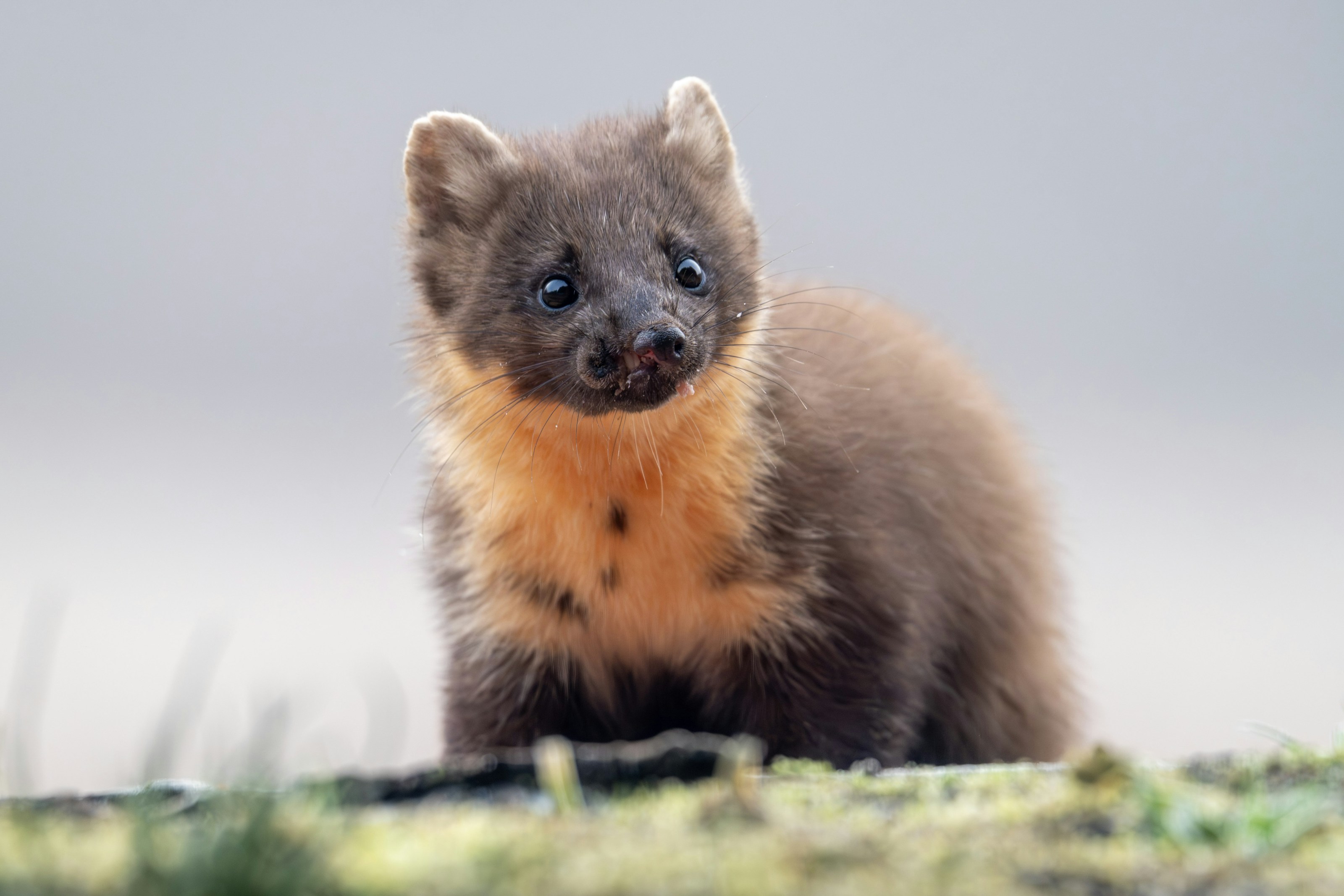 A pine marten in woodland