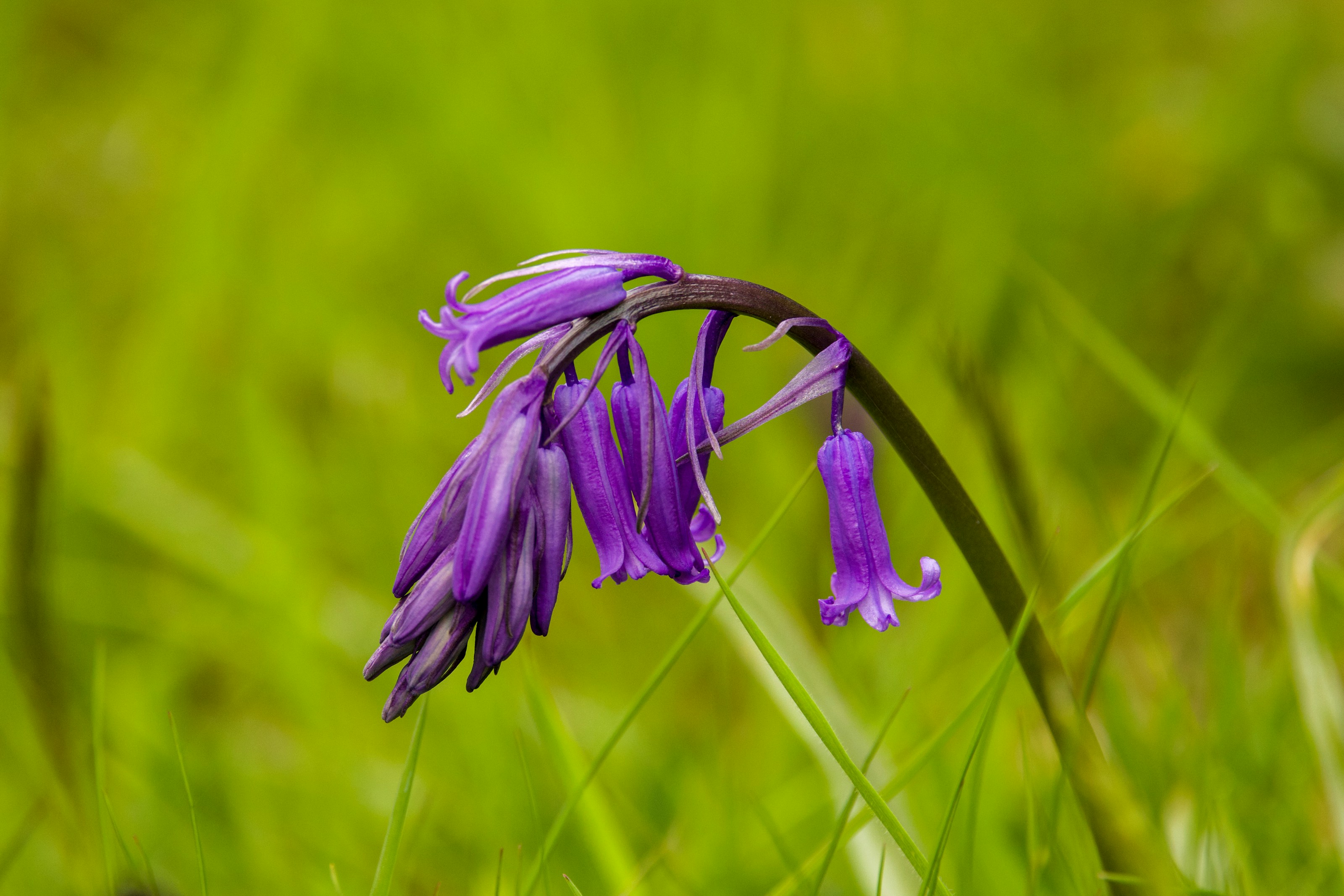 Flowers growing on the woodland floor