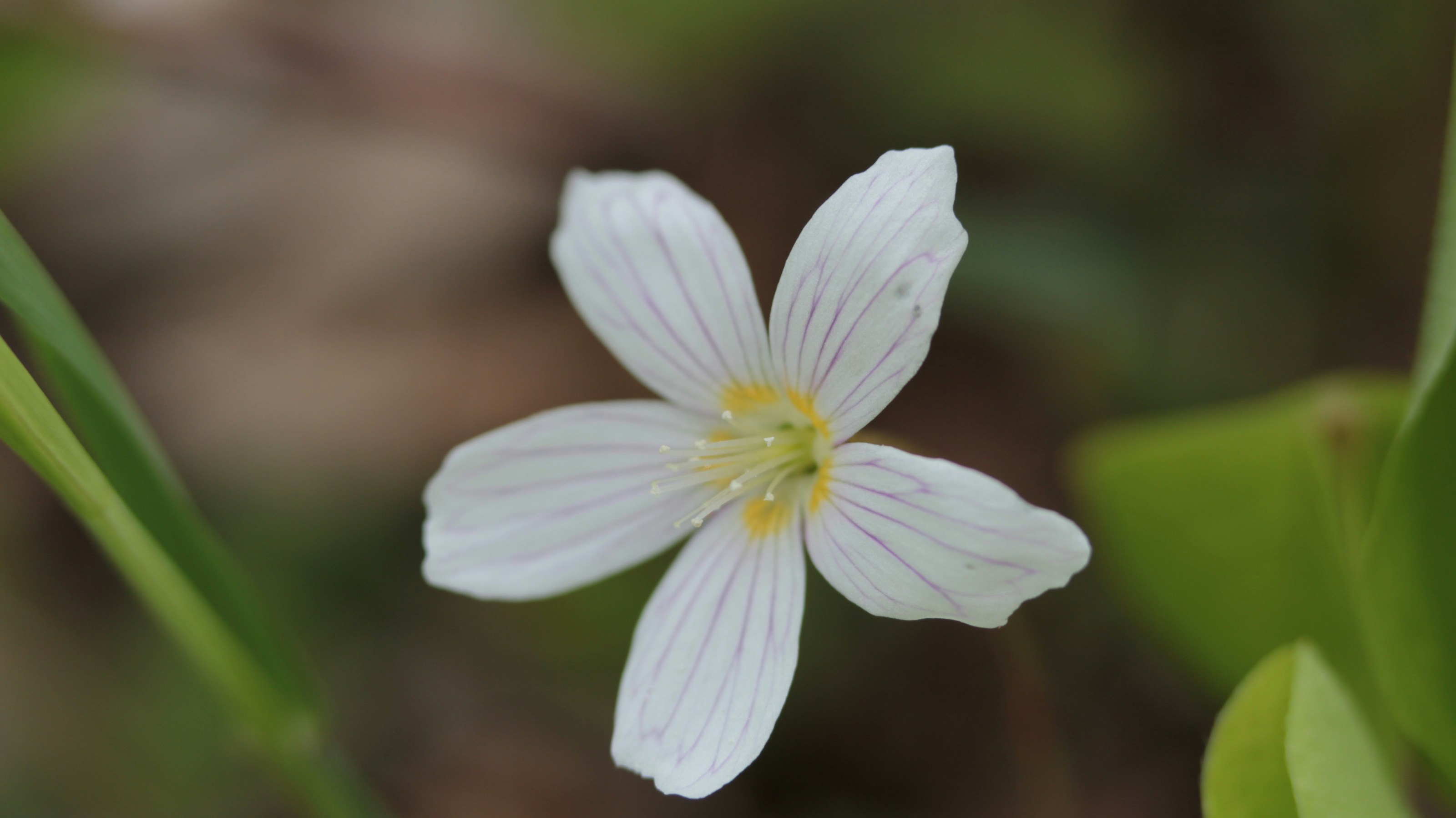 Wood sorrel growing on the woodland floor