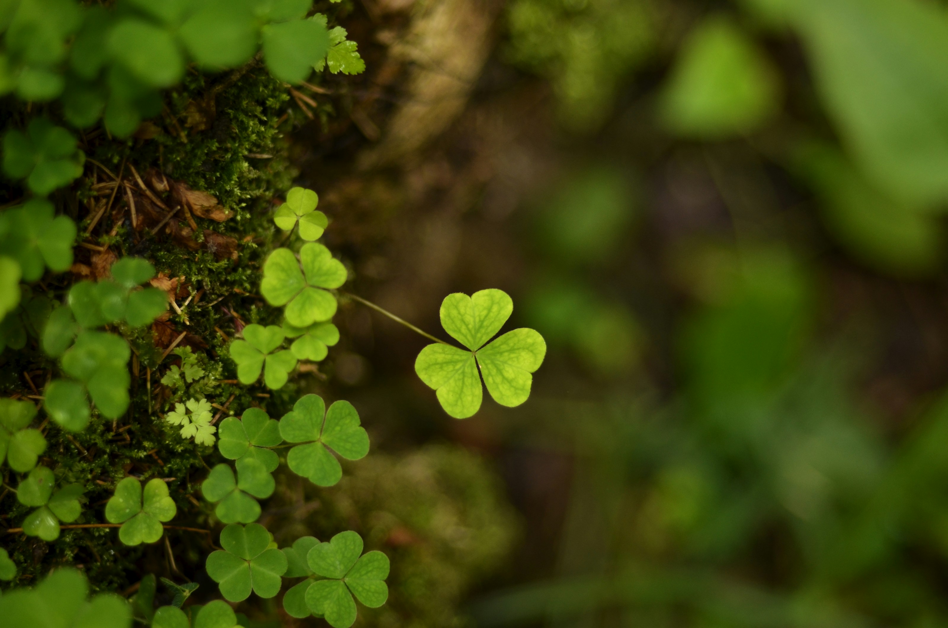 Wood sorrel growing on the woodland floor