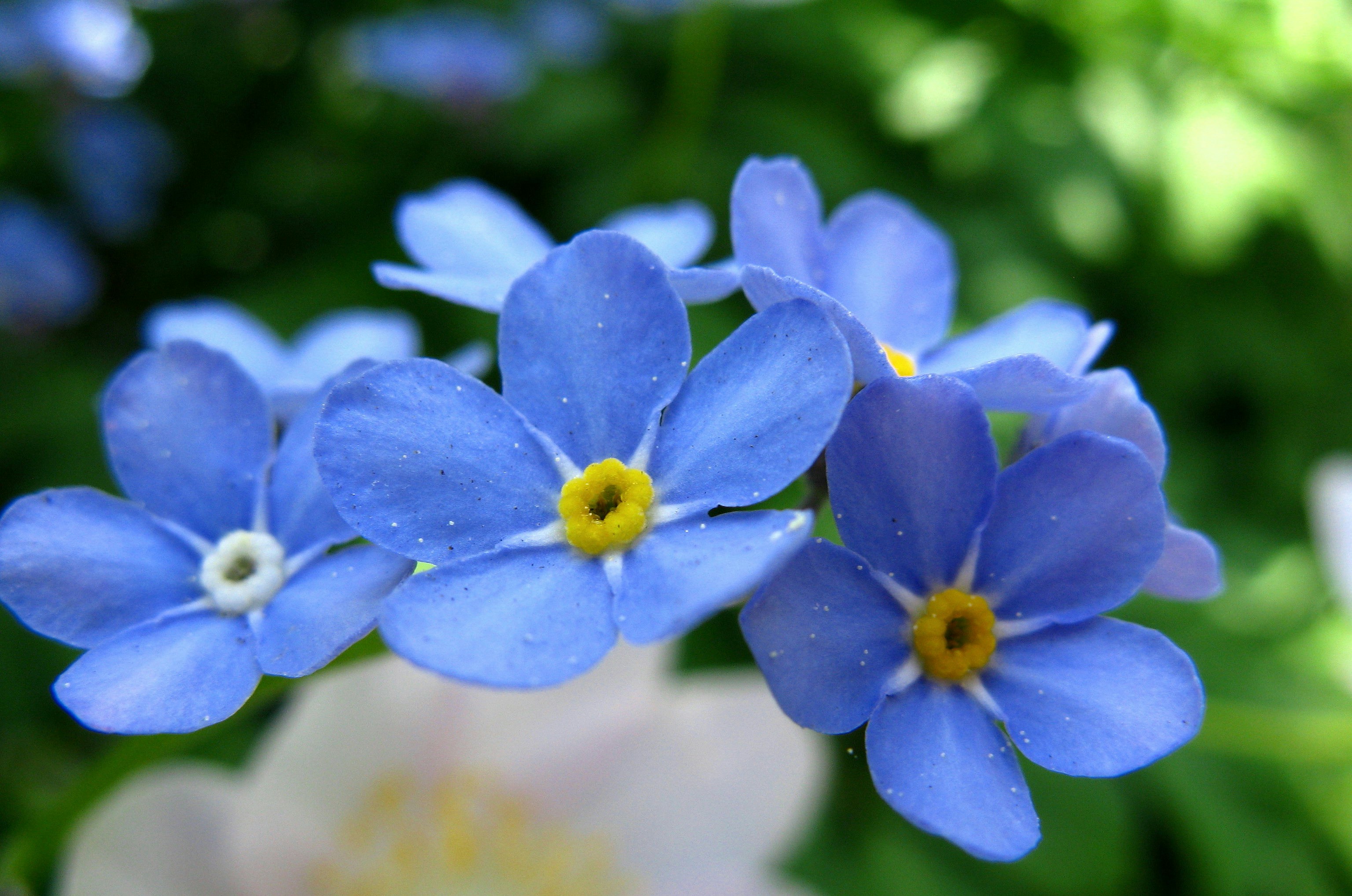 Forget-me-not flowers