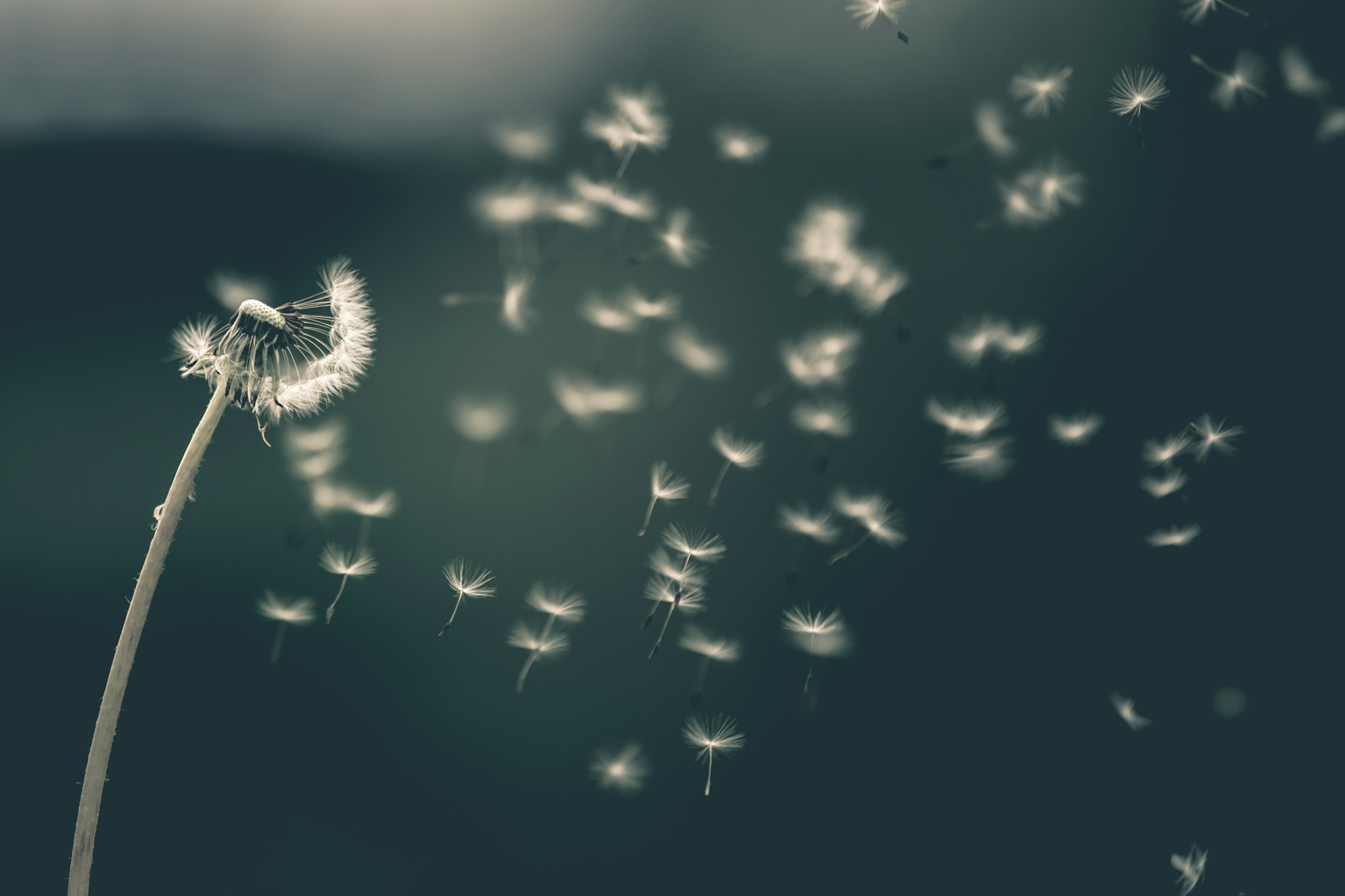 A dandelion in the grass