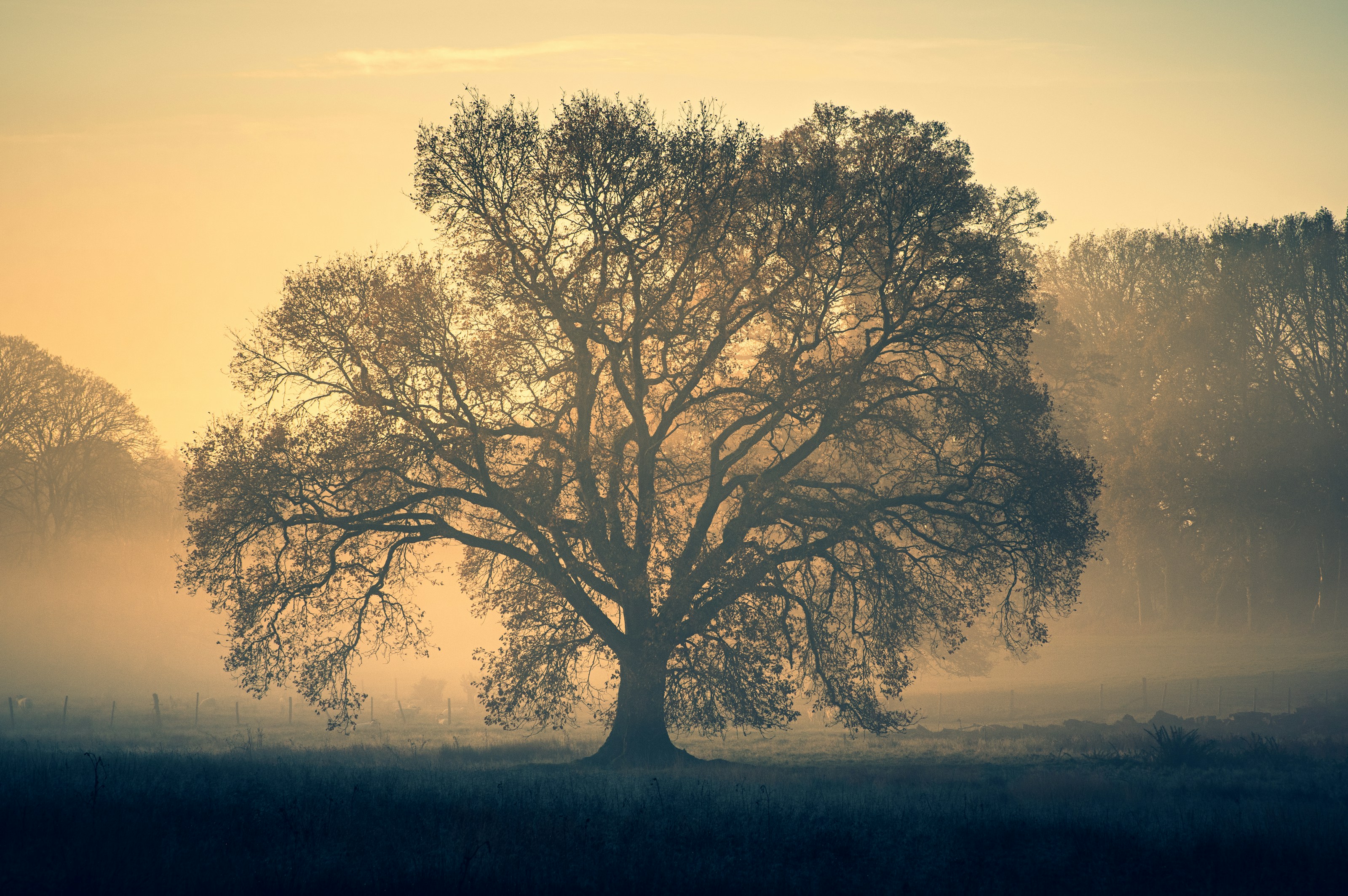 A mature tree in a green landscape
