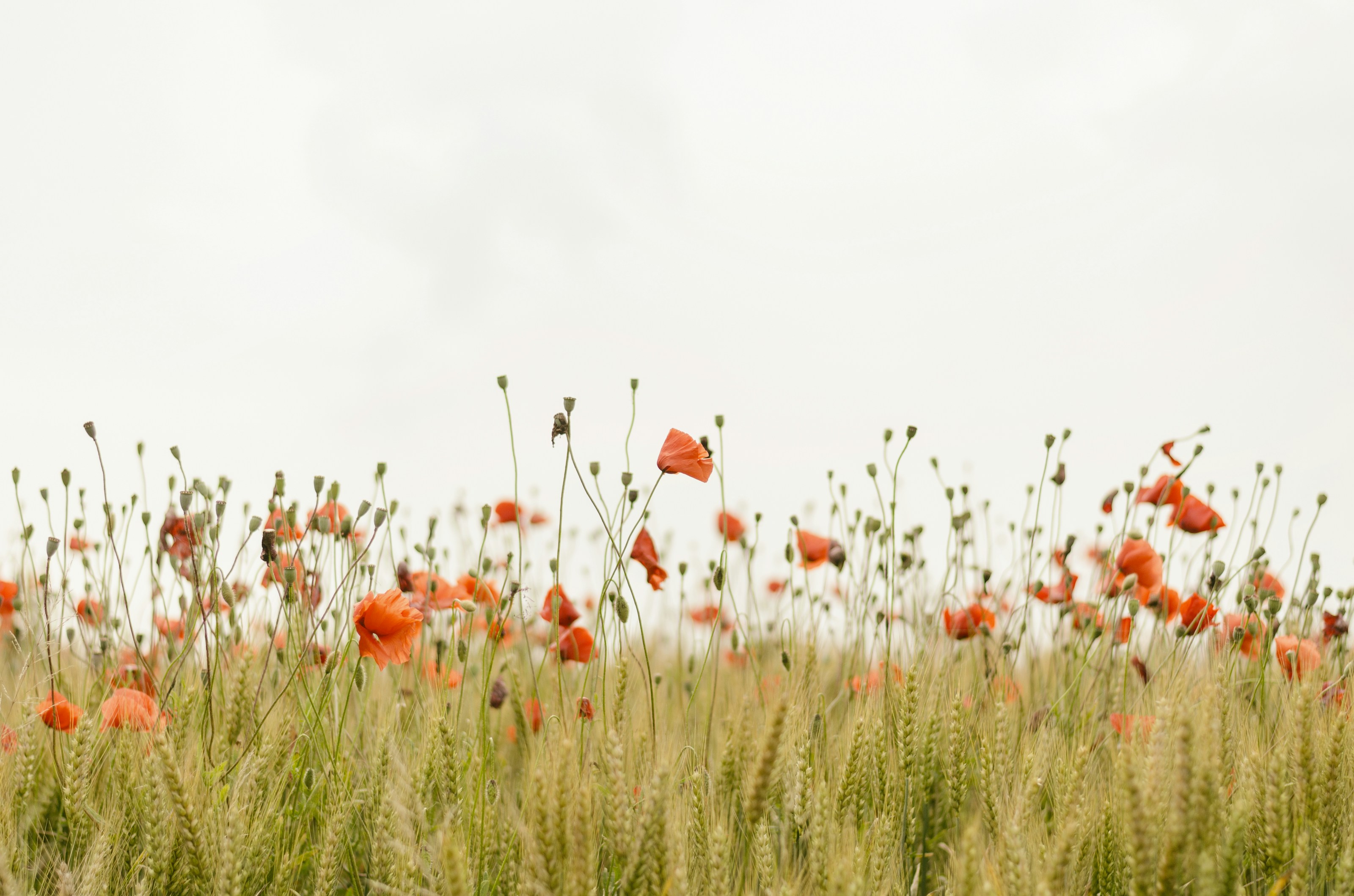 Wildflowers growing in a meadow