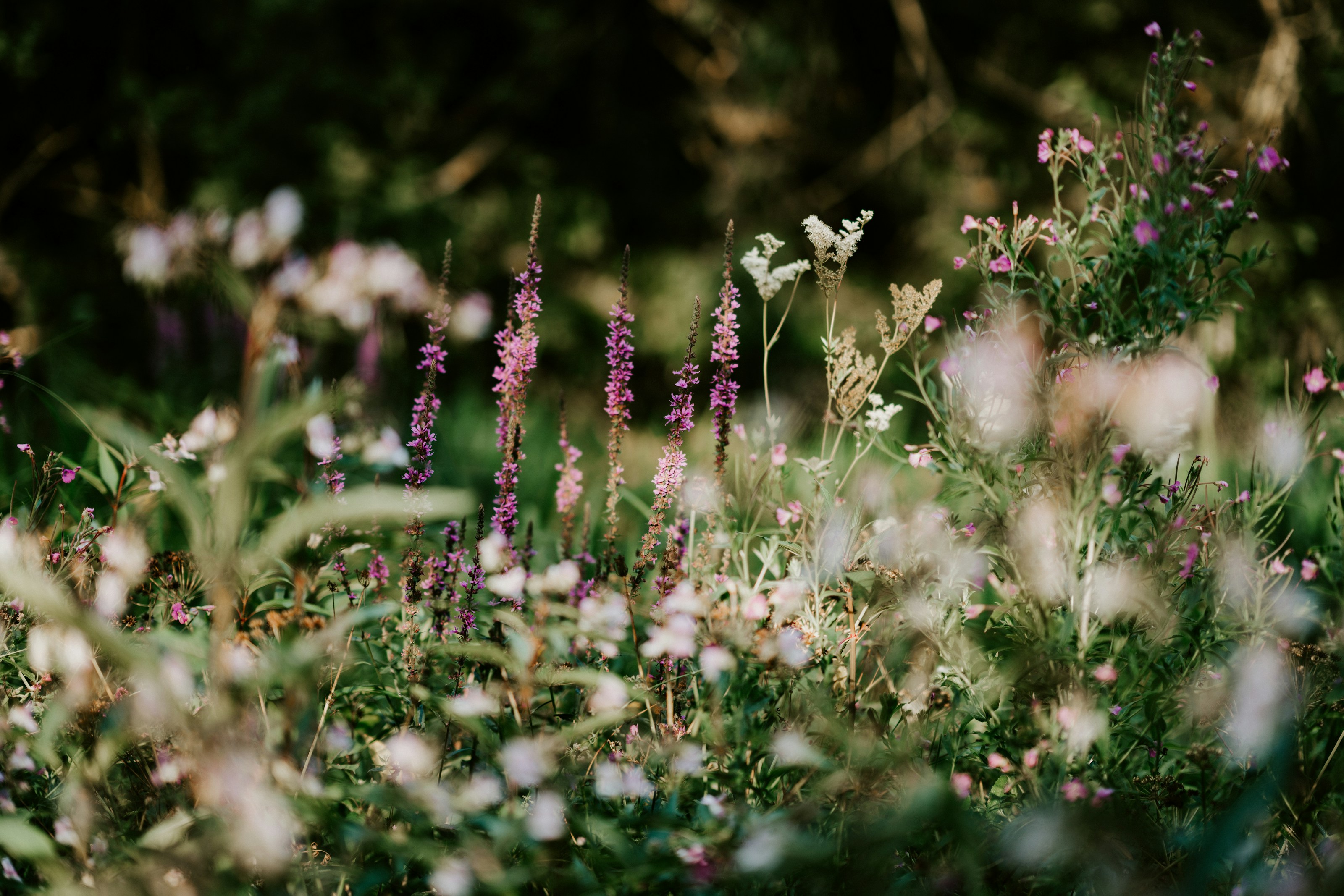 Wildflowers growing in a meadow