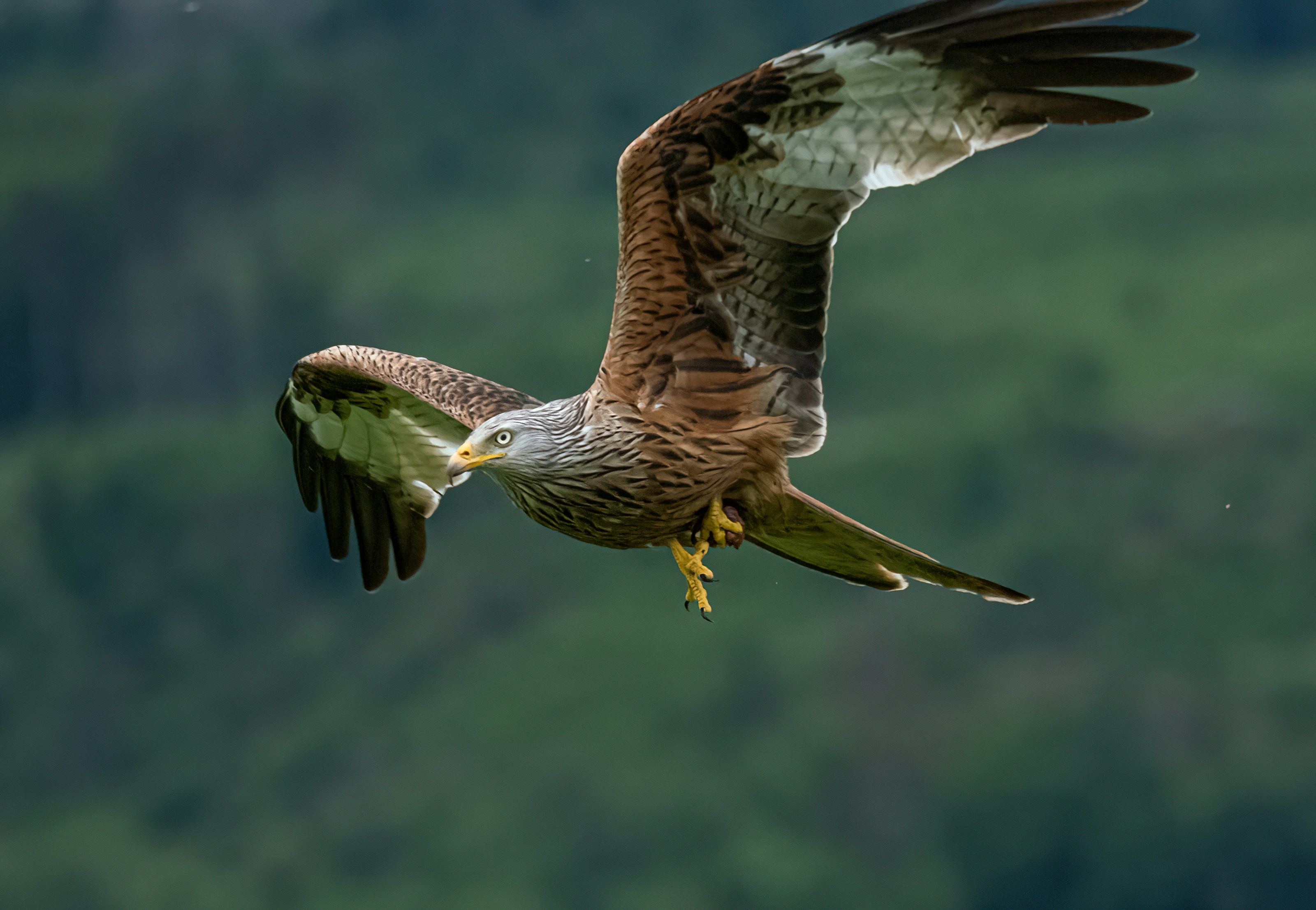 A red kite in flight