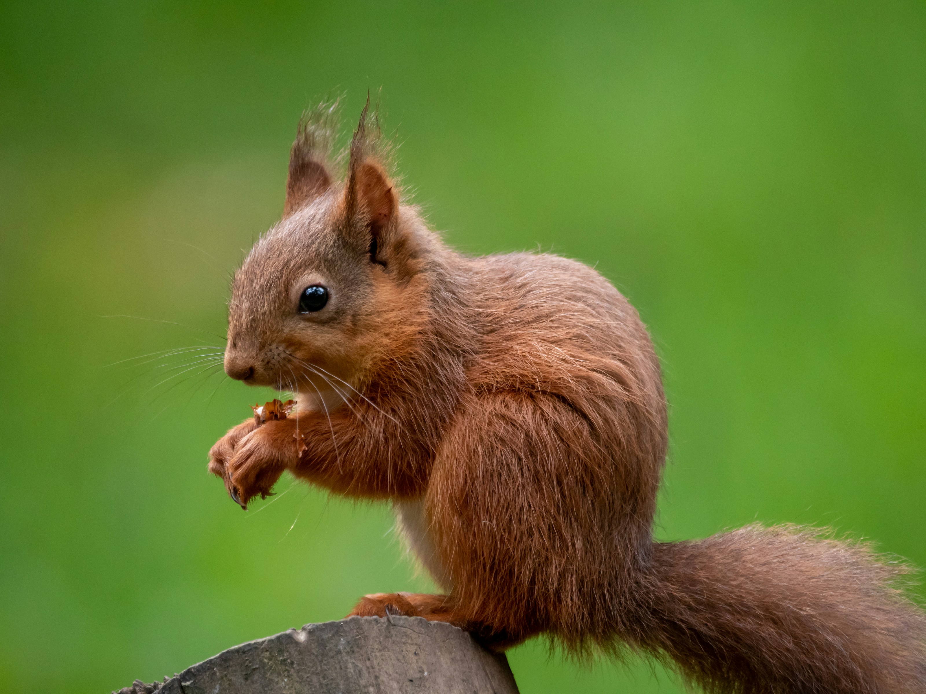A red squirrel in woodland