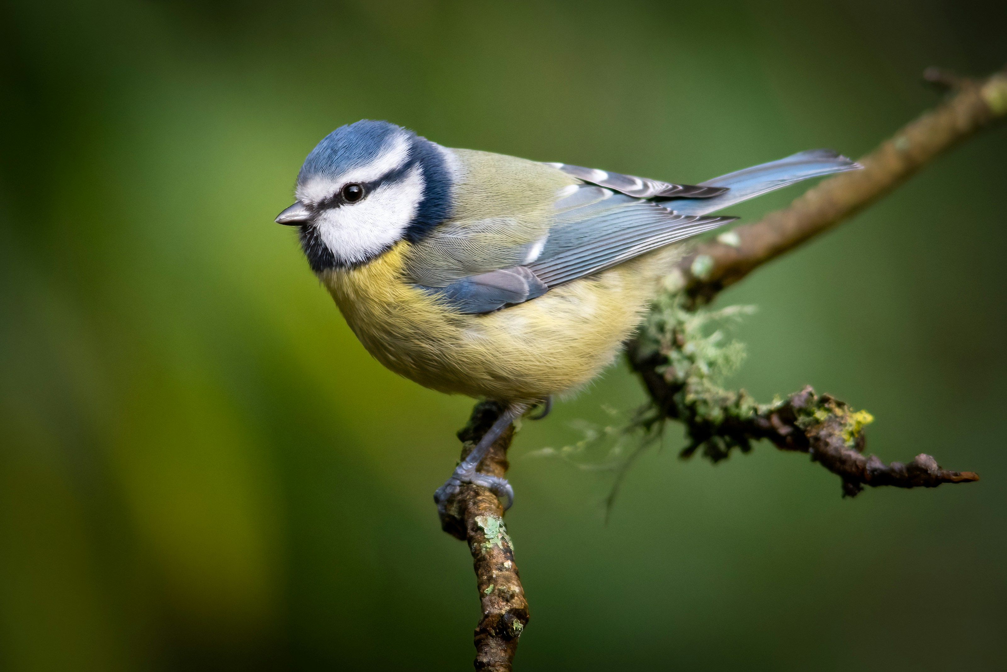 A blue tit perched on a branch