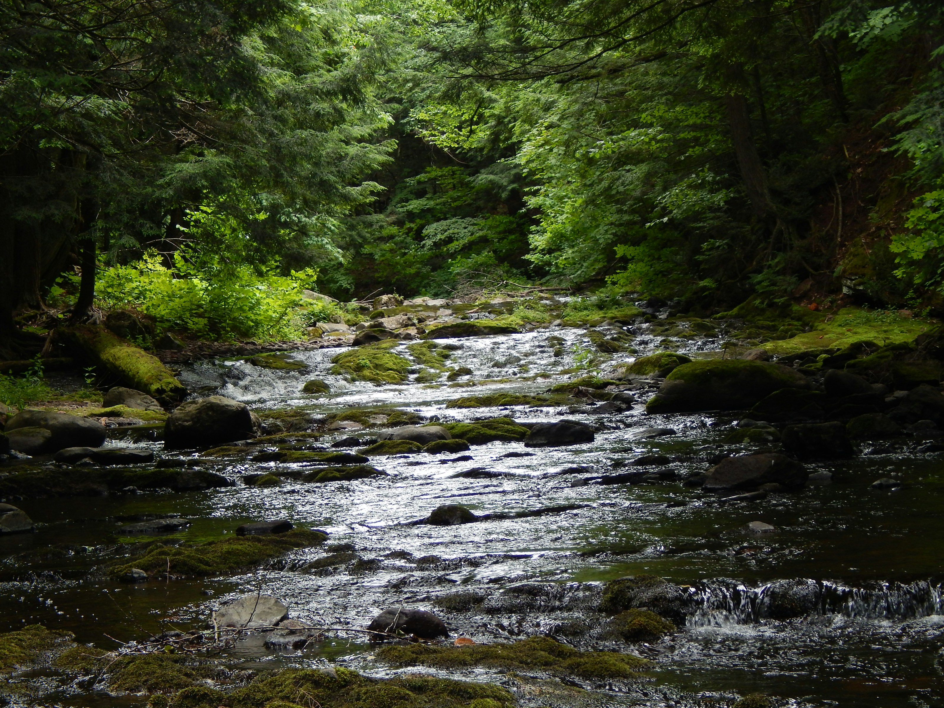 A stream flowing through woodland