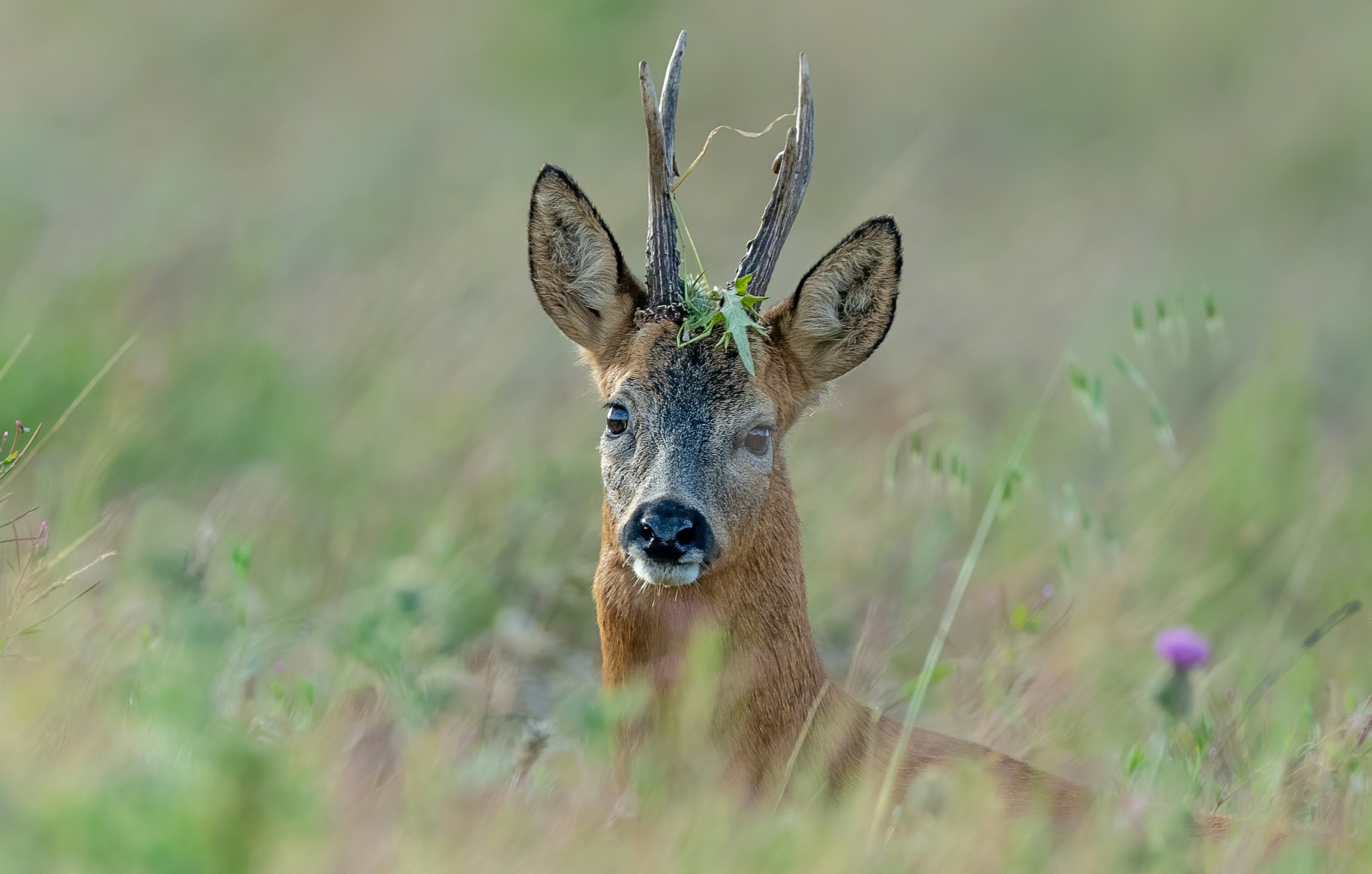 A roe deer in its habitat