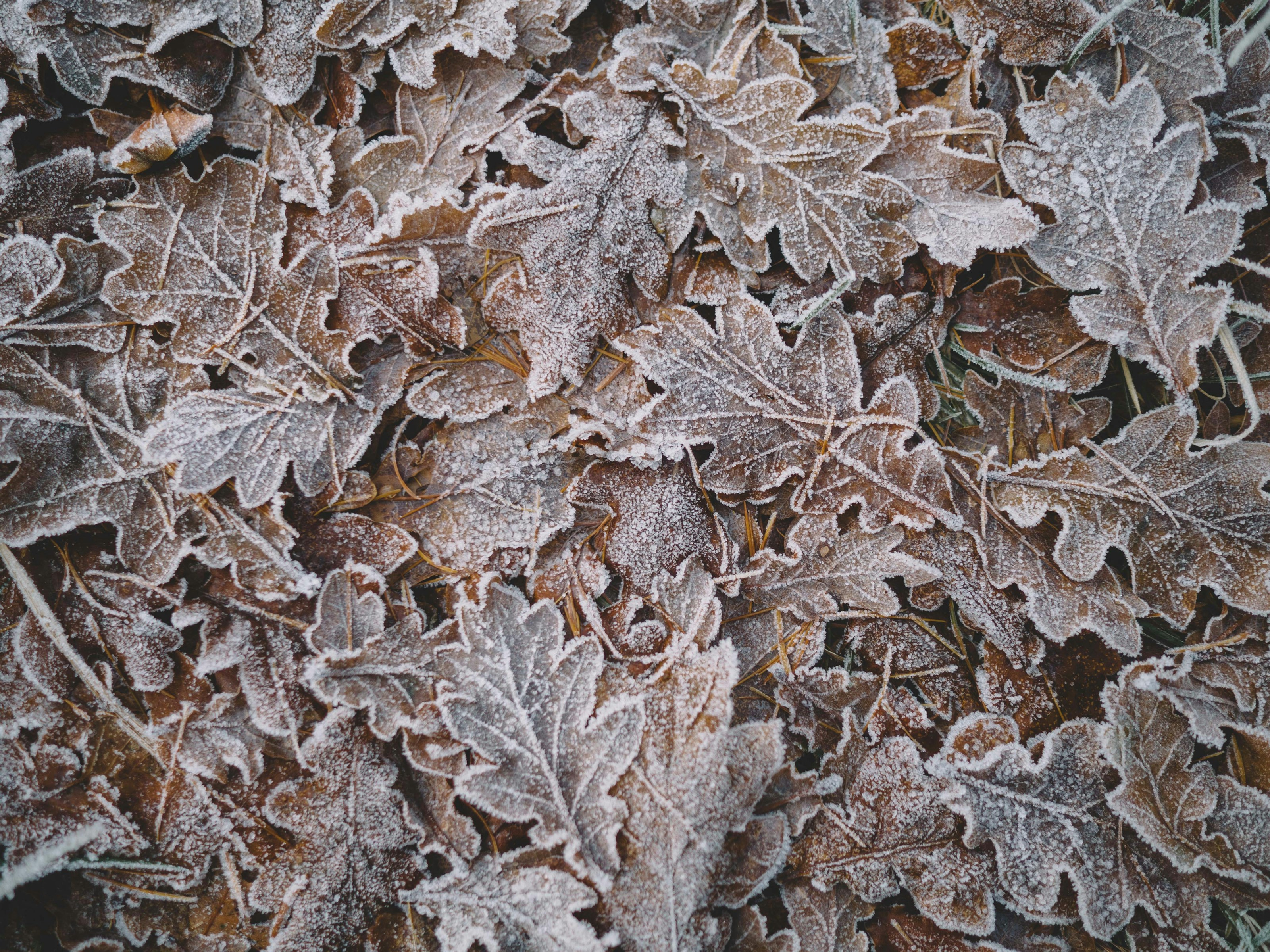 Frost on fallen leaves