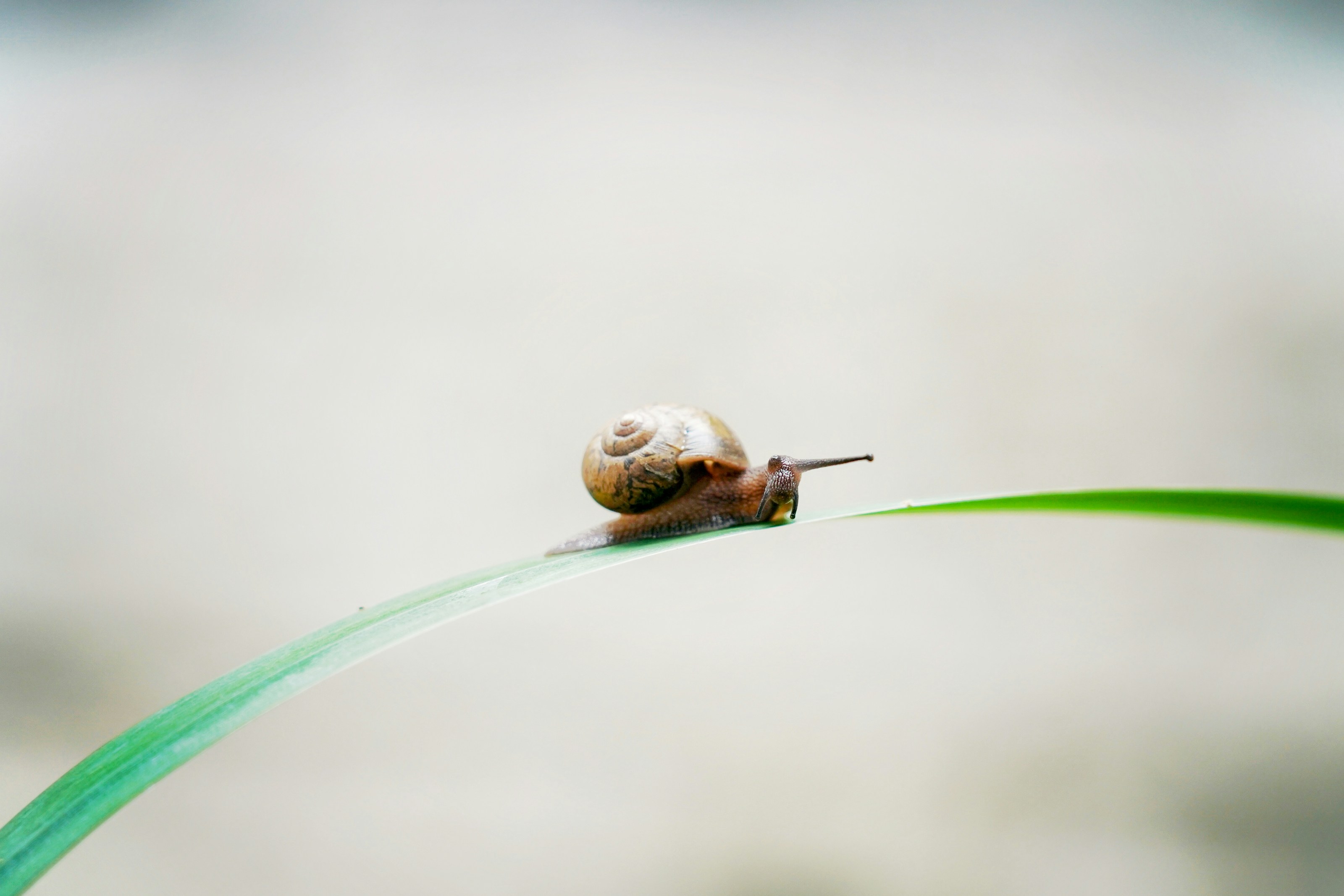 A snail exploring its surroundings