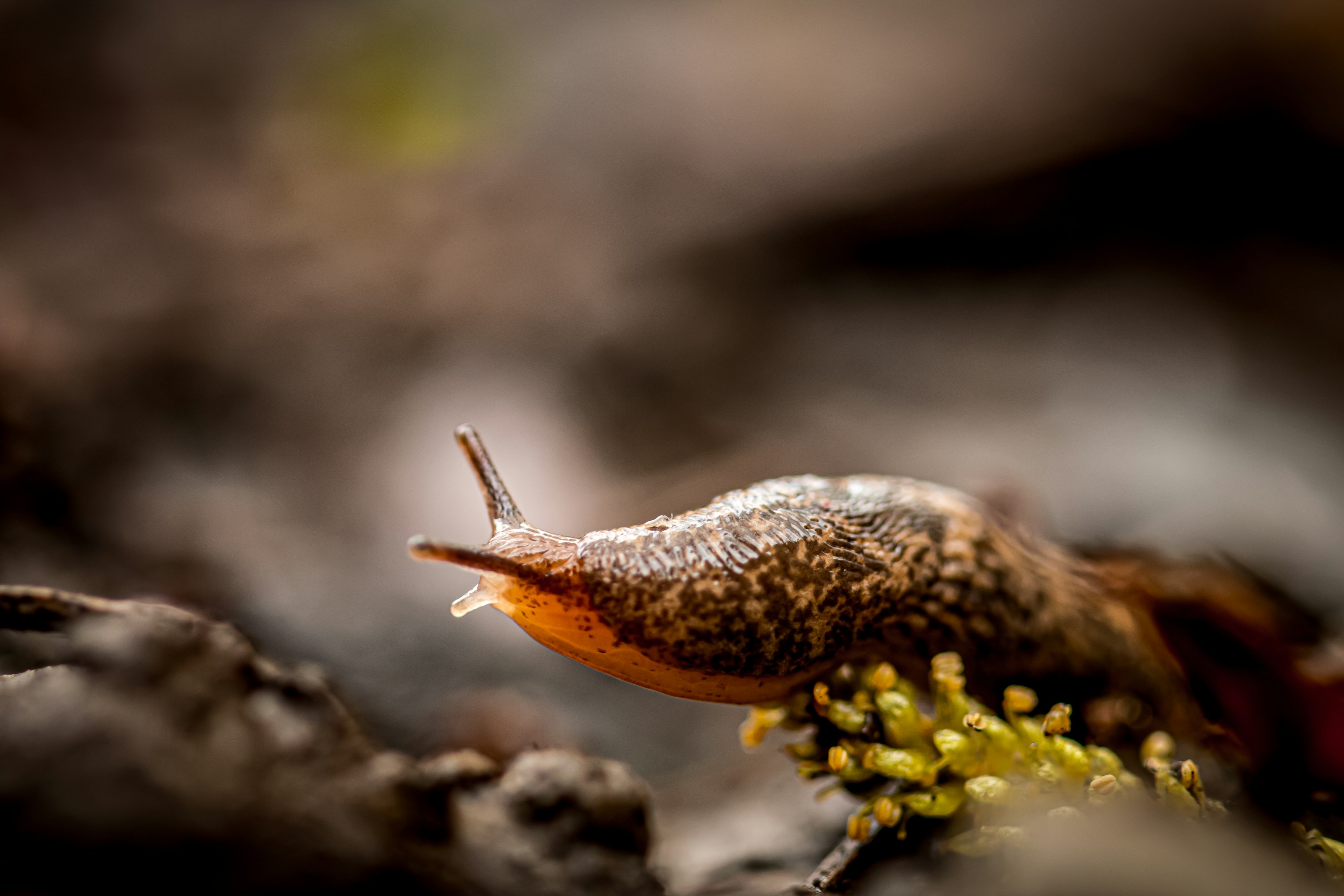 A slug on a damp natural surface