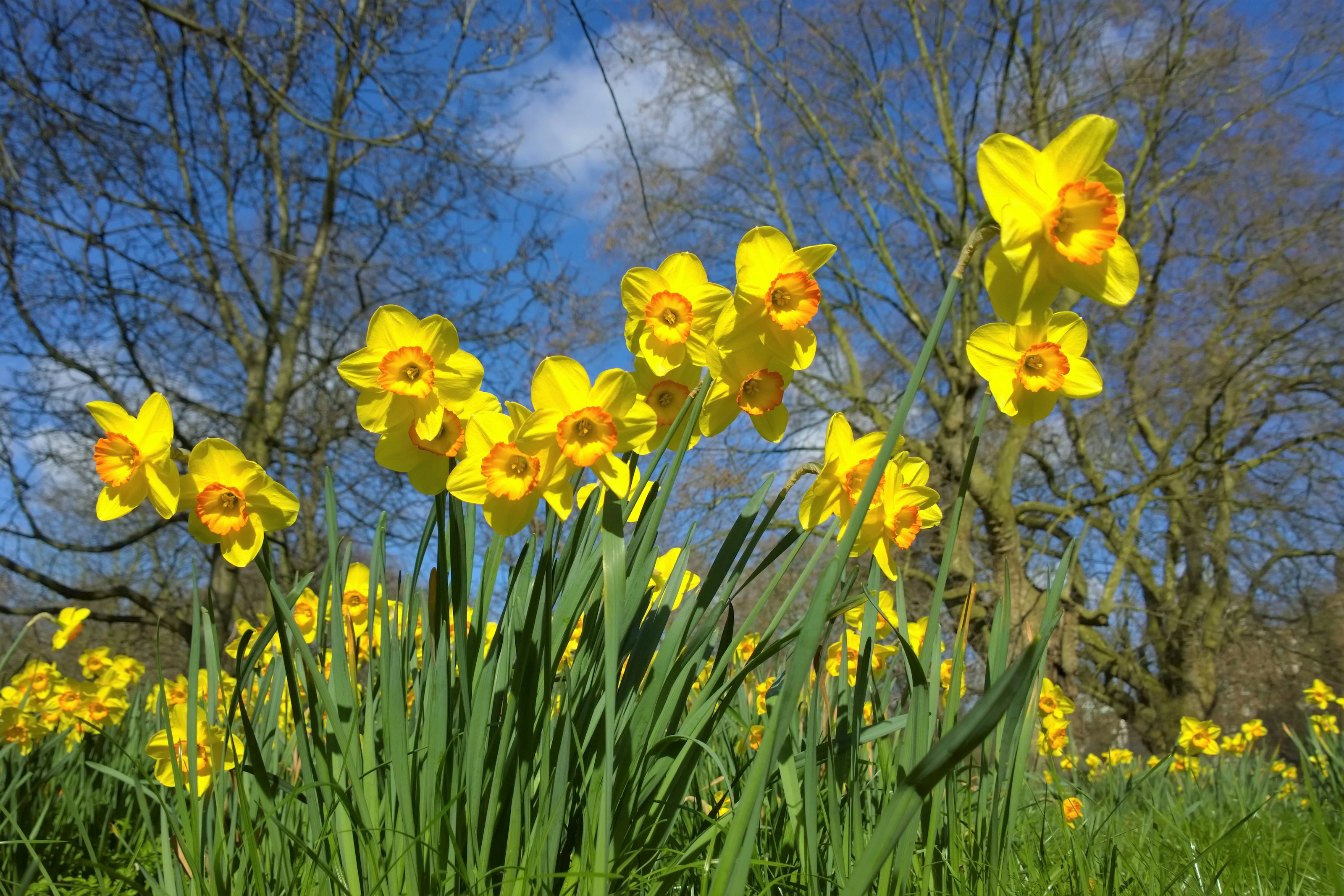 Yellow daffodils in flower