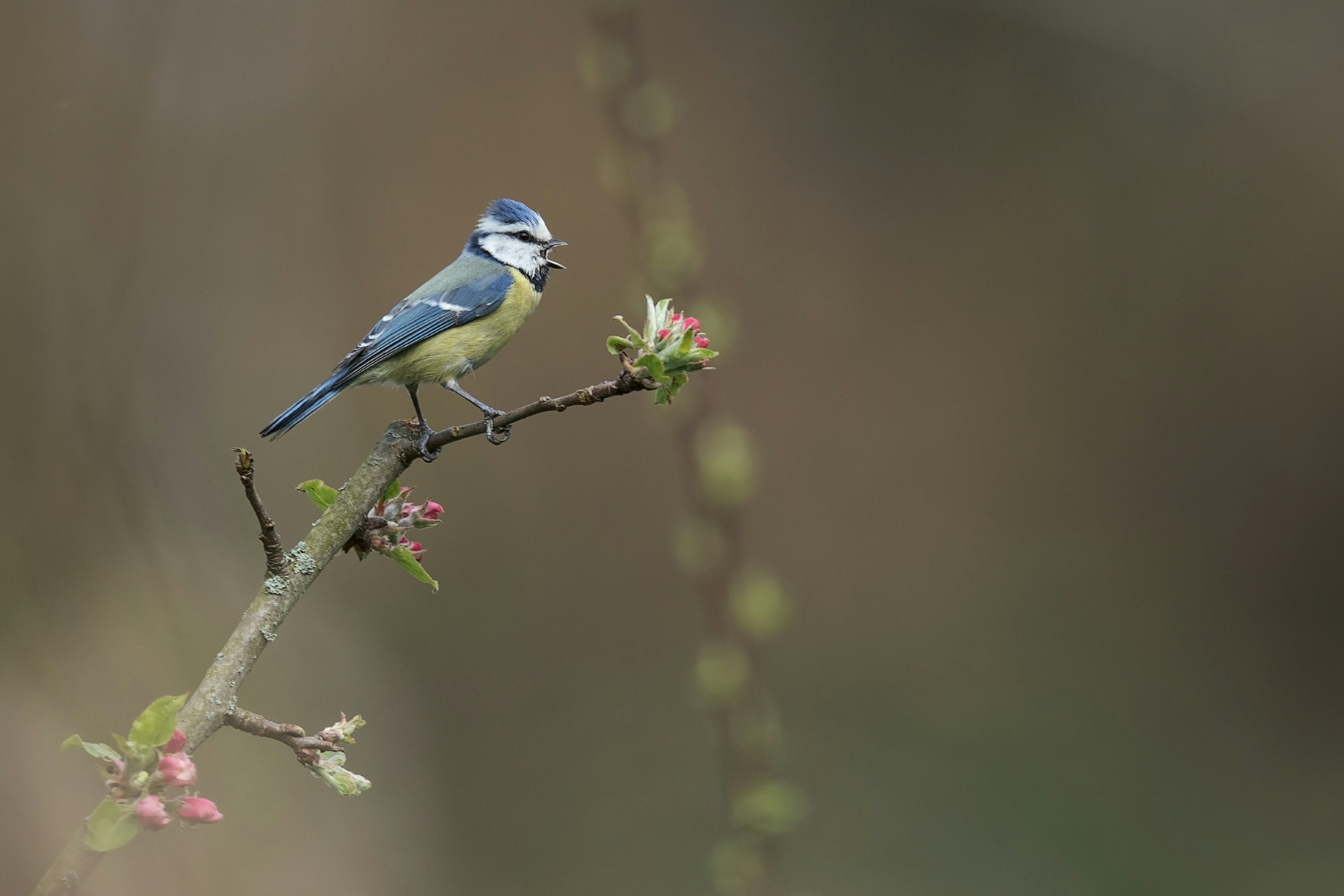 A blue tit perched on a branch