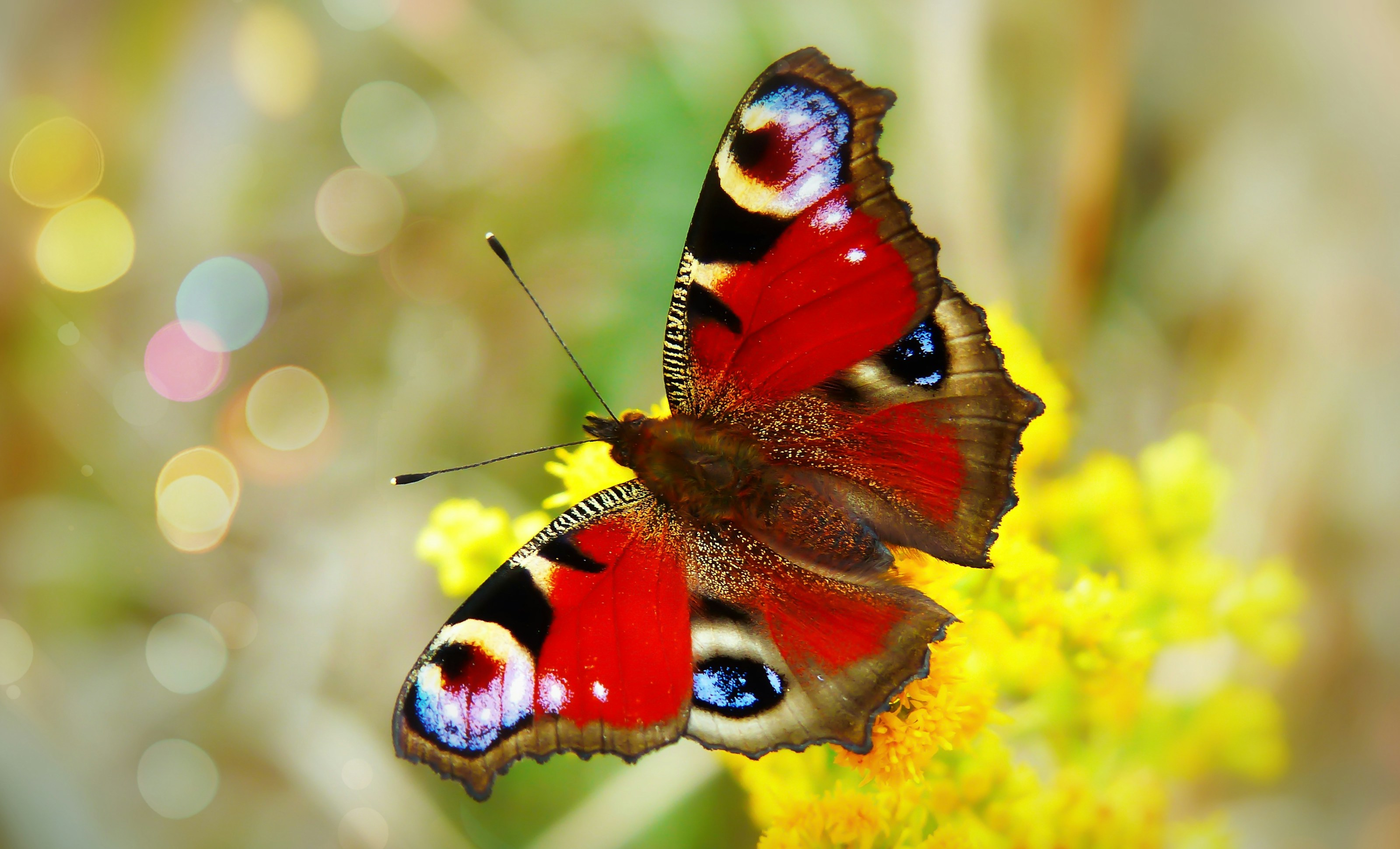 A peacock butterfly with patterned wings