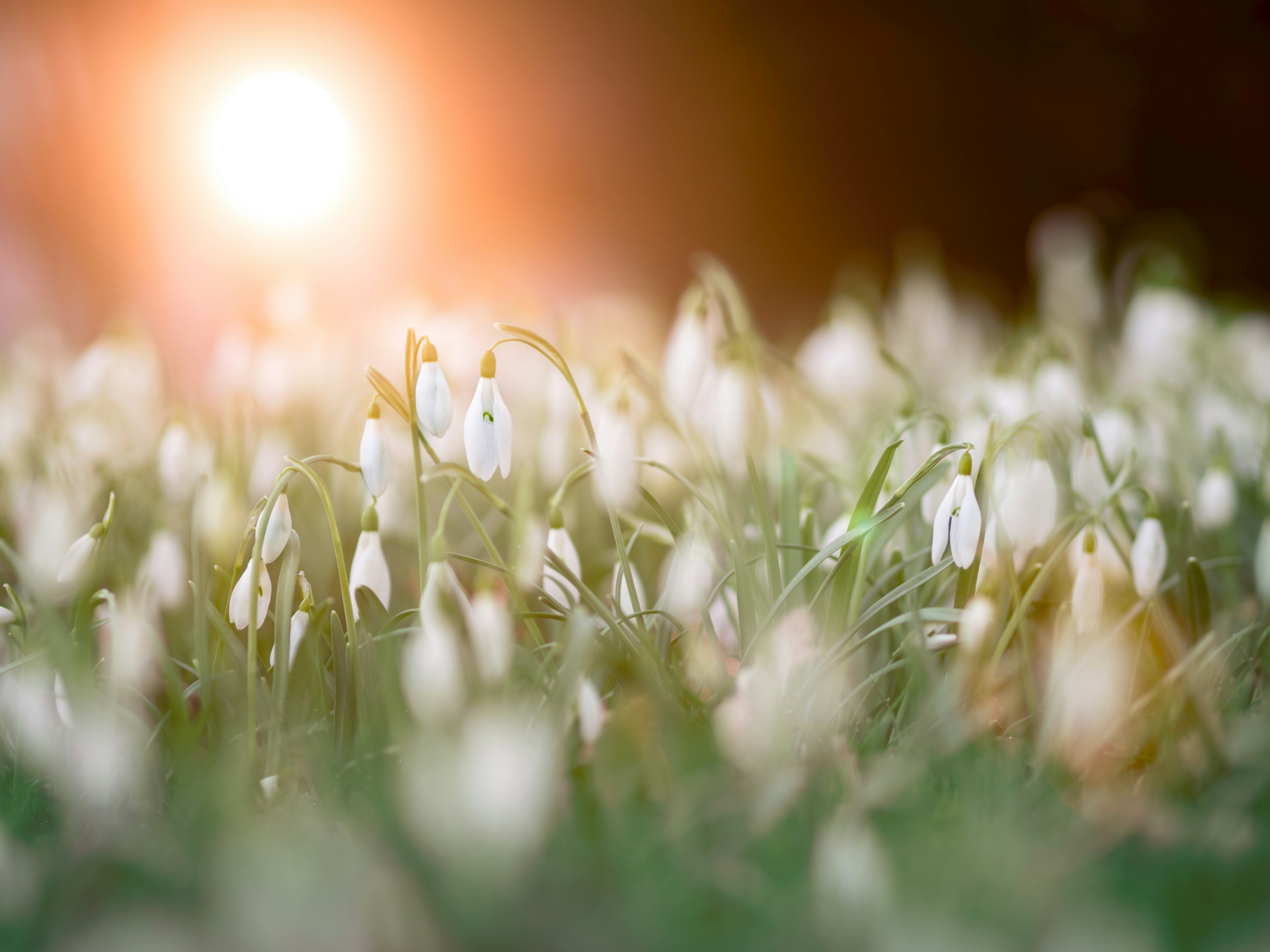 Snowdrops in flower