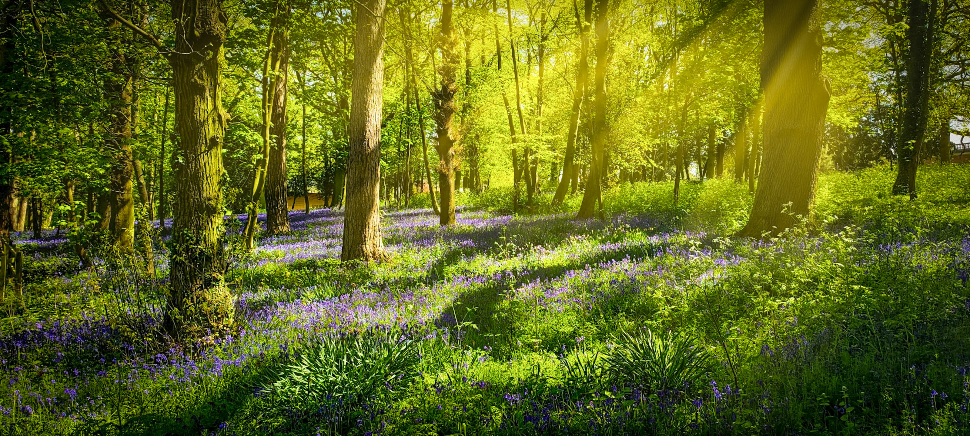 Flowers growing on the woodland floor
