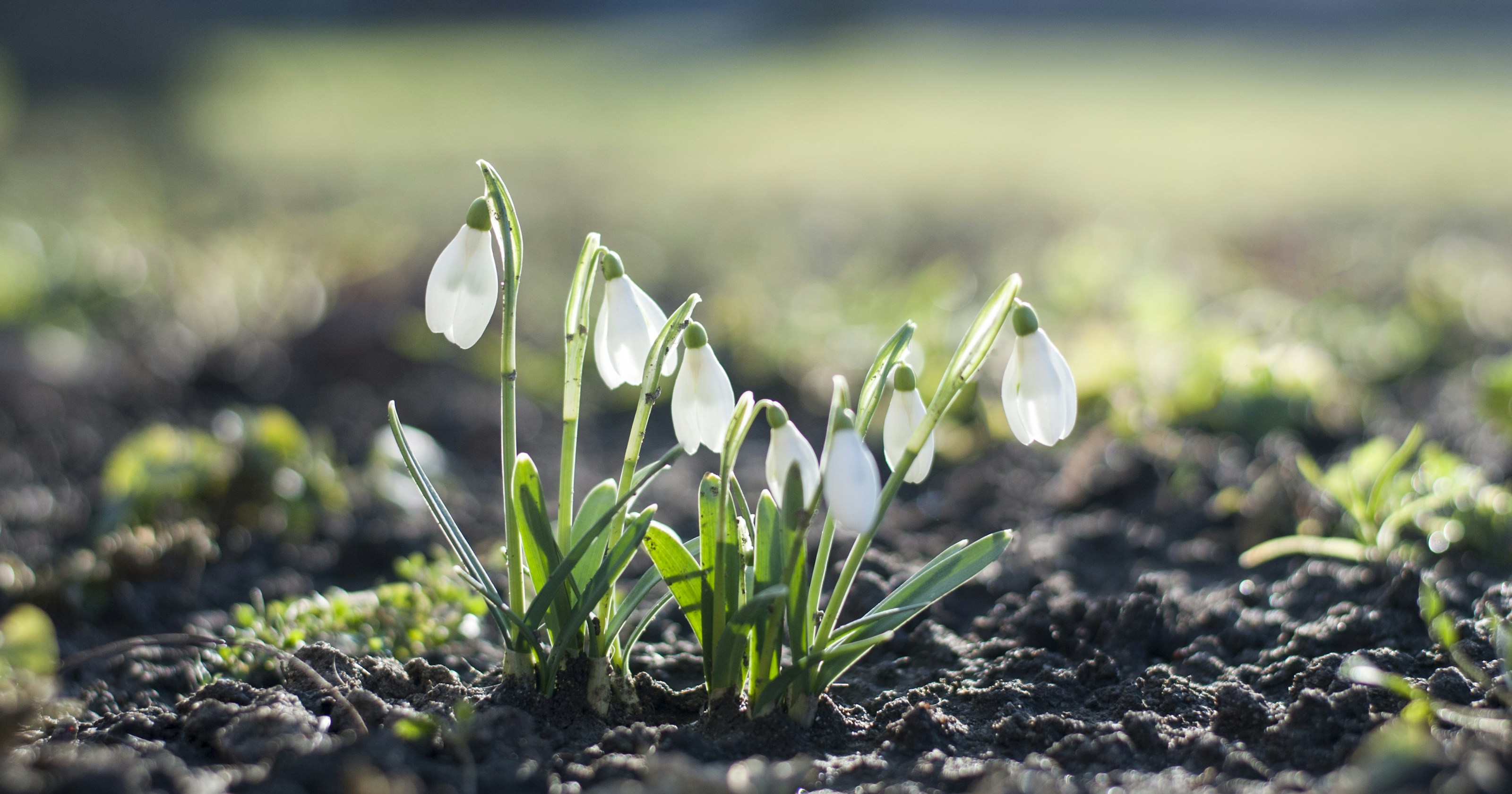 Snowdrops in flower