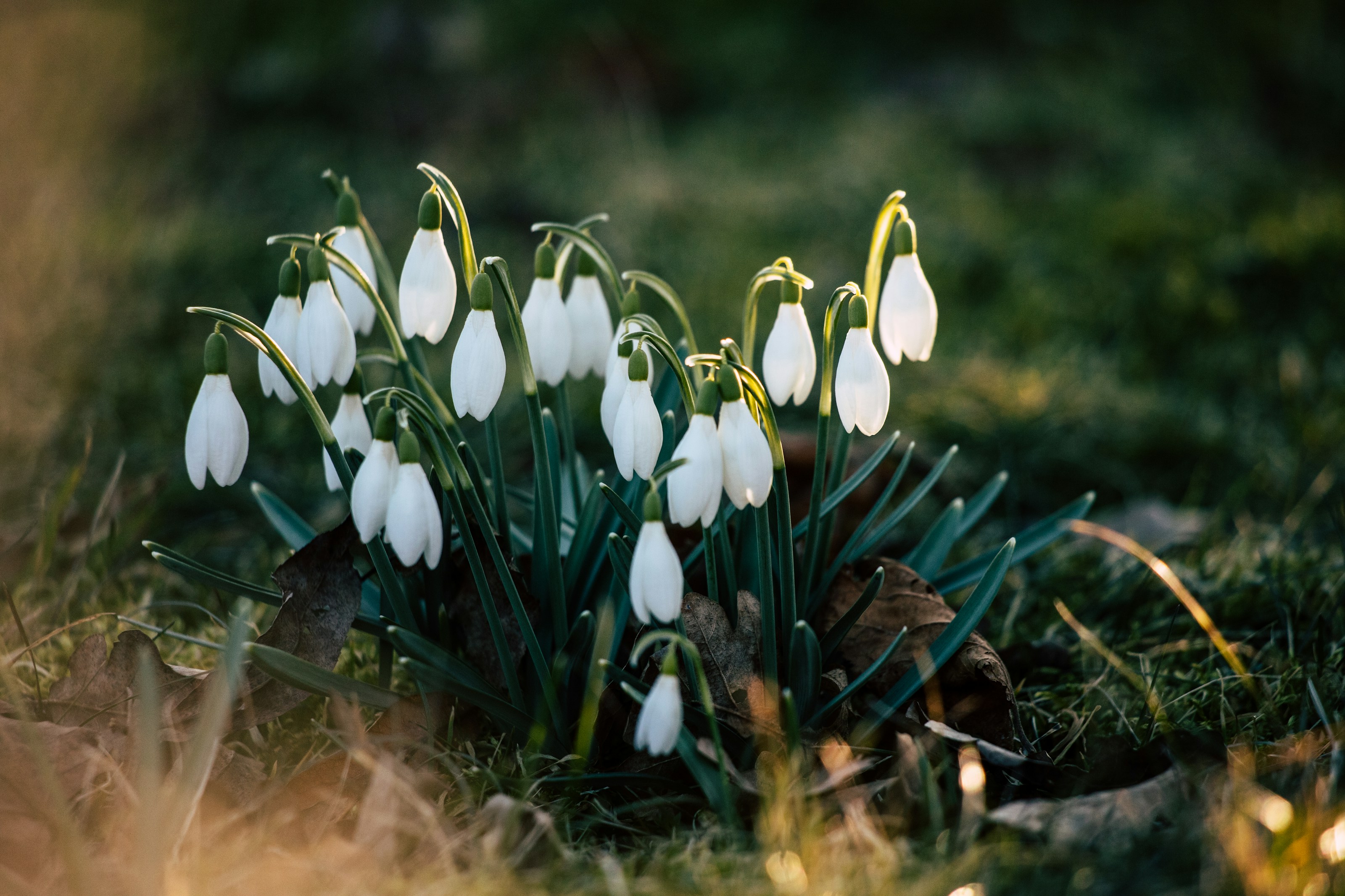 Snowdrops in flower