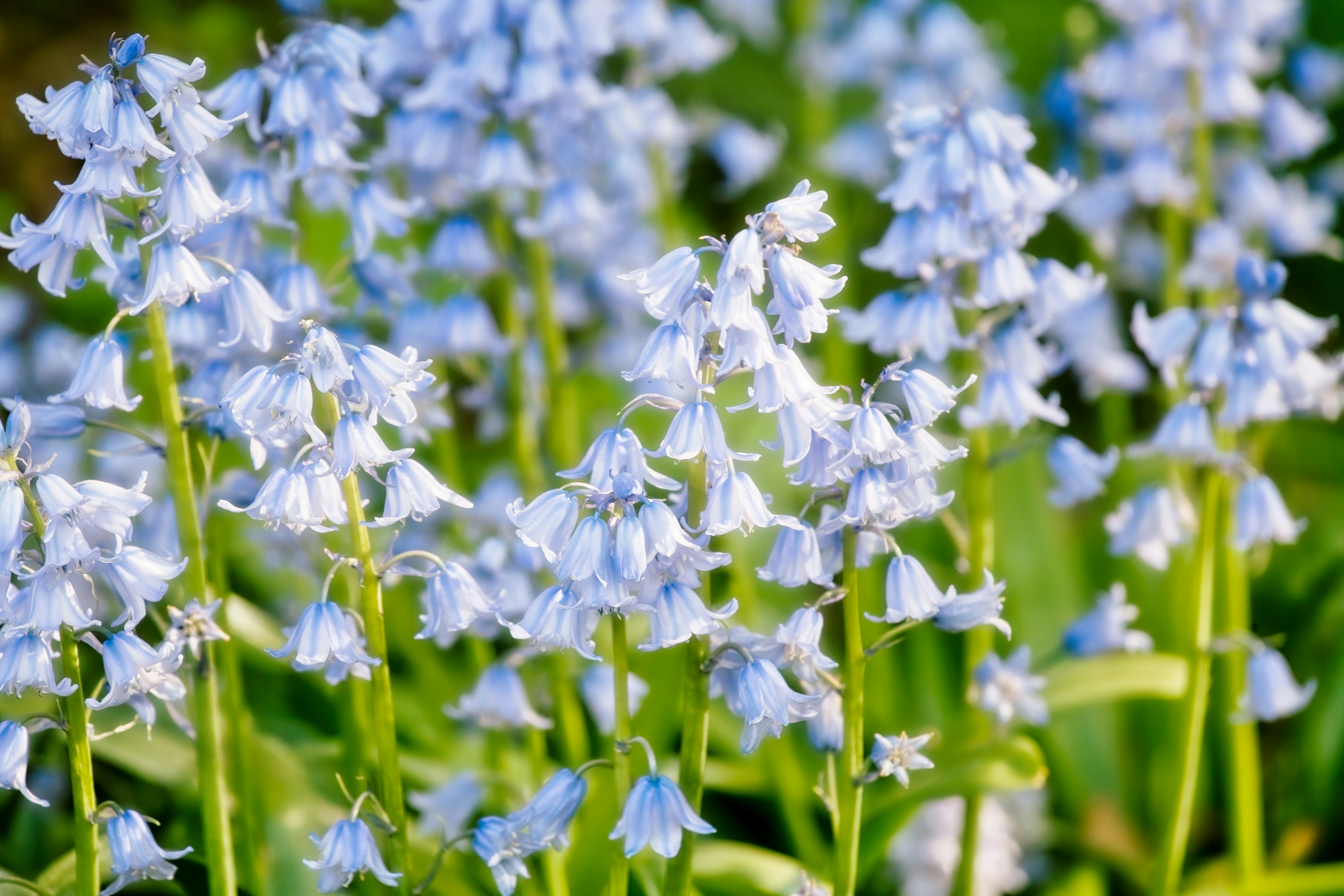 Flowers growing on the woodland floor