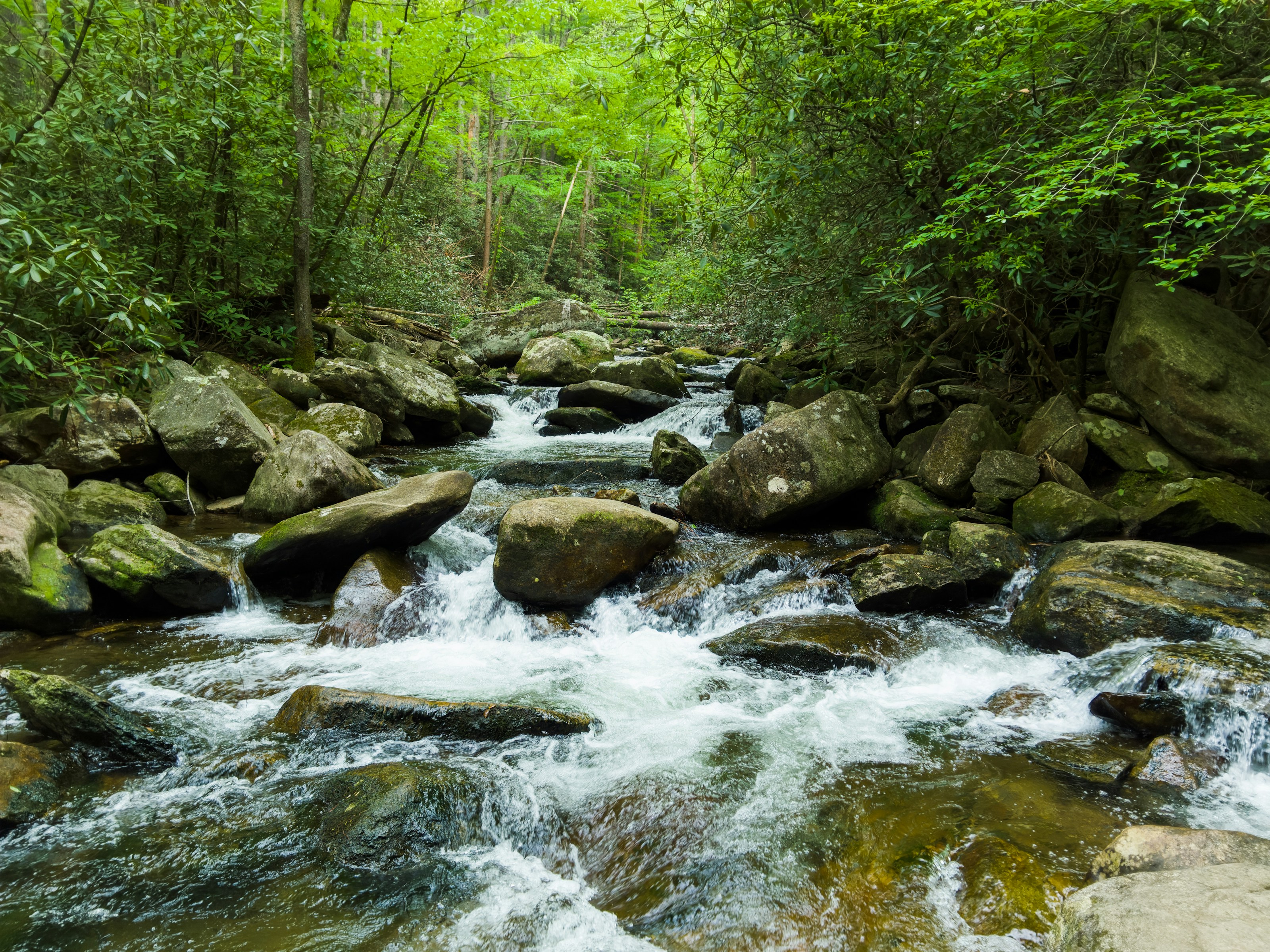 A stream flowing through woodland