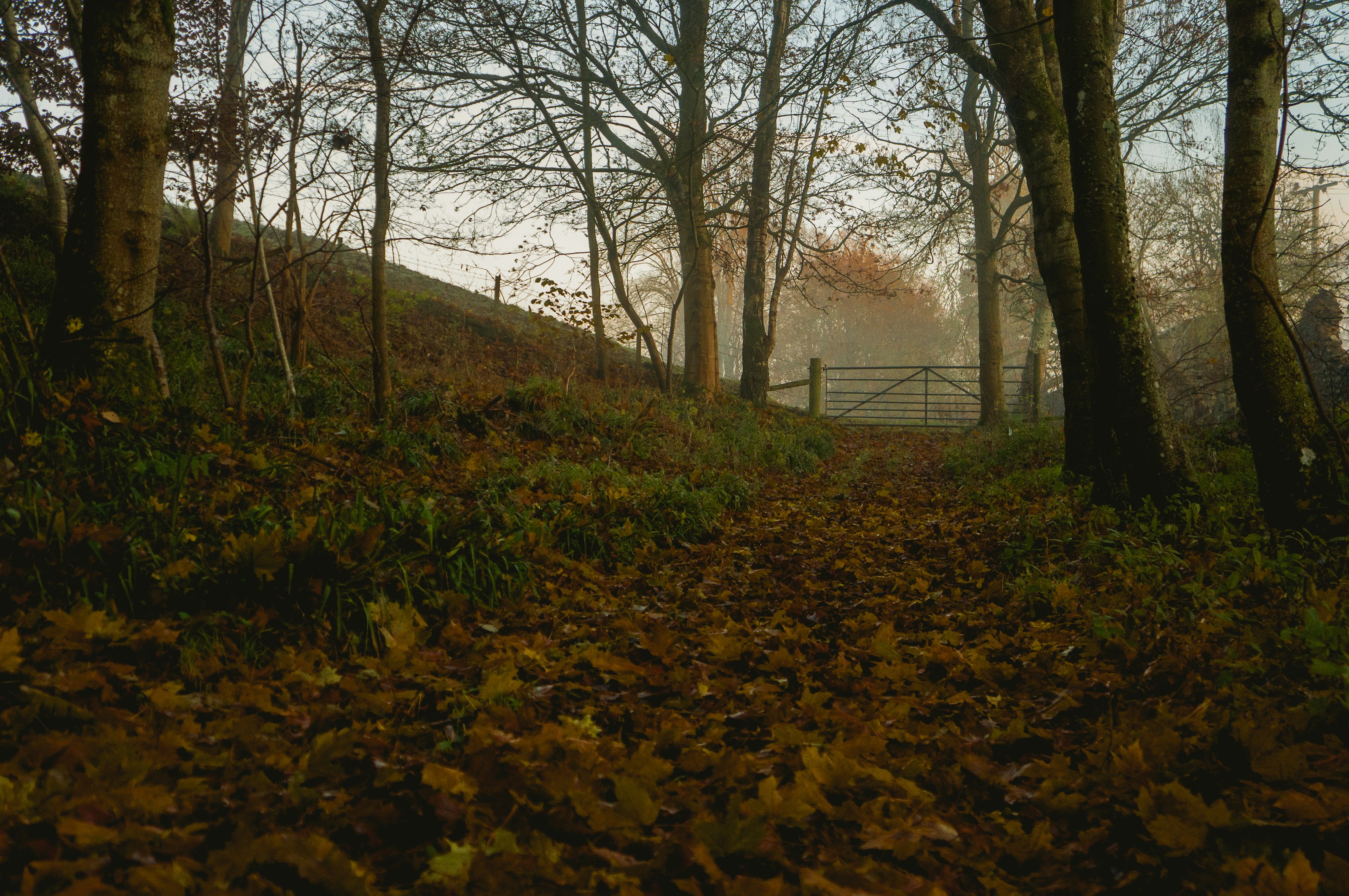 A path through woodland