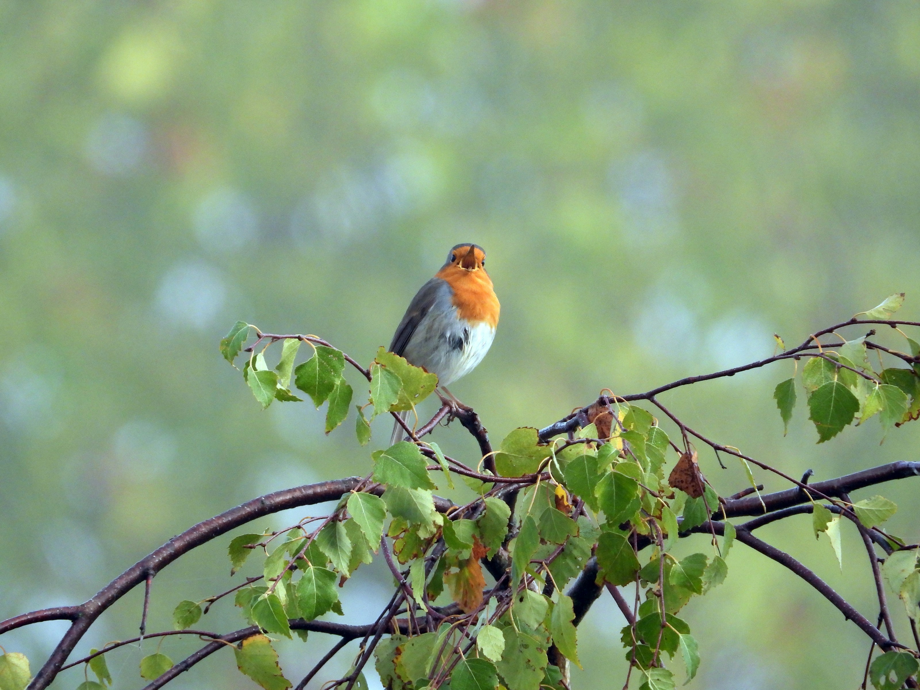 A European robin perched outdoors