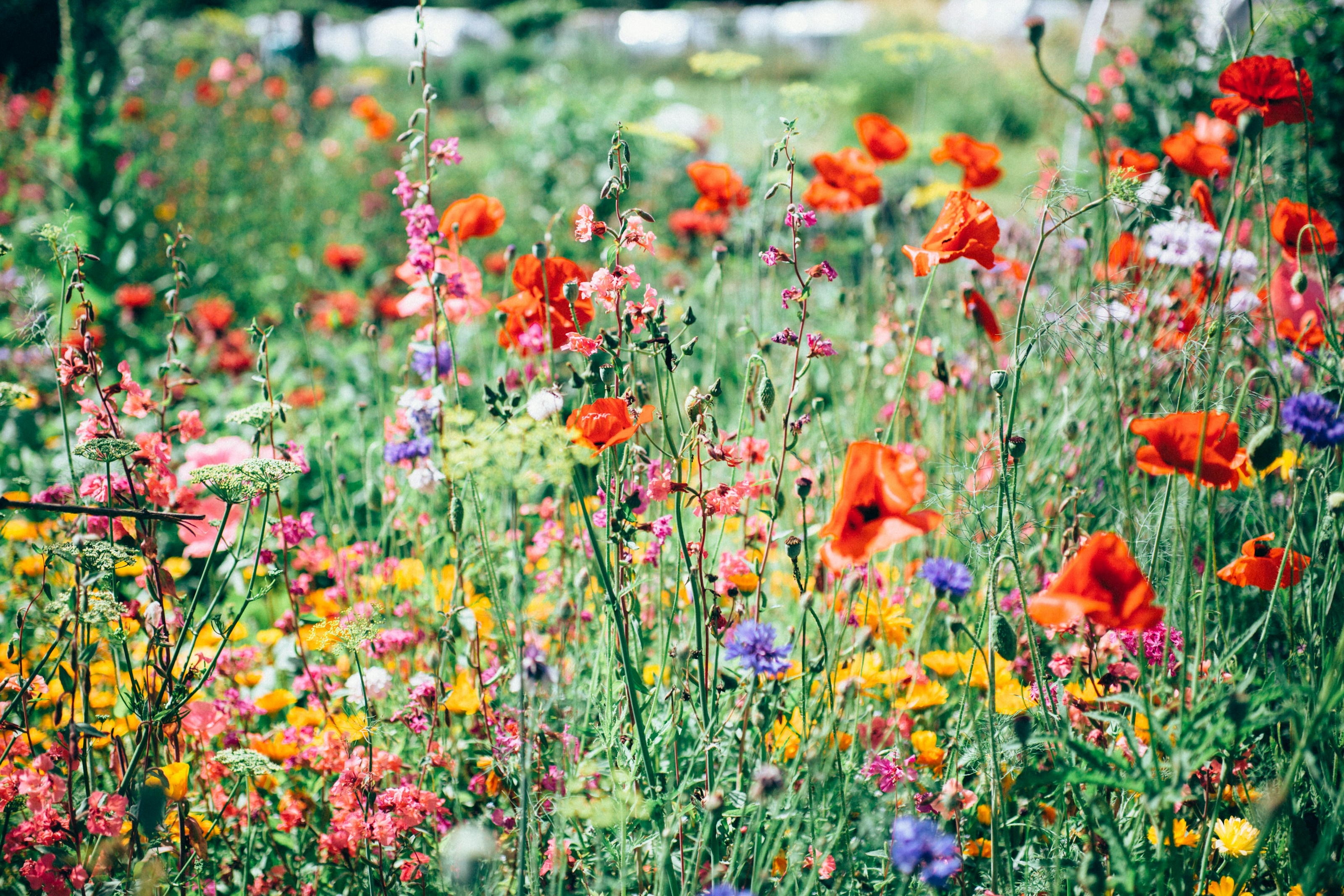 Wildflowers growing in a meadow