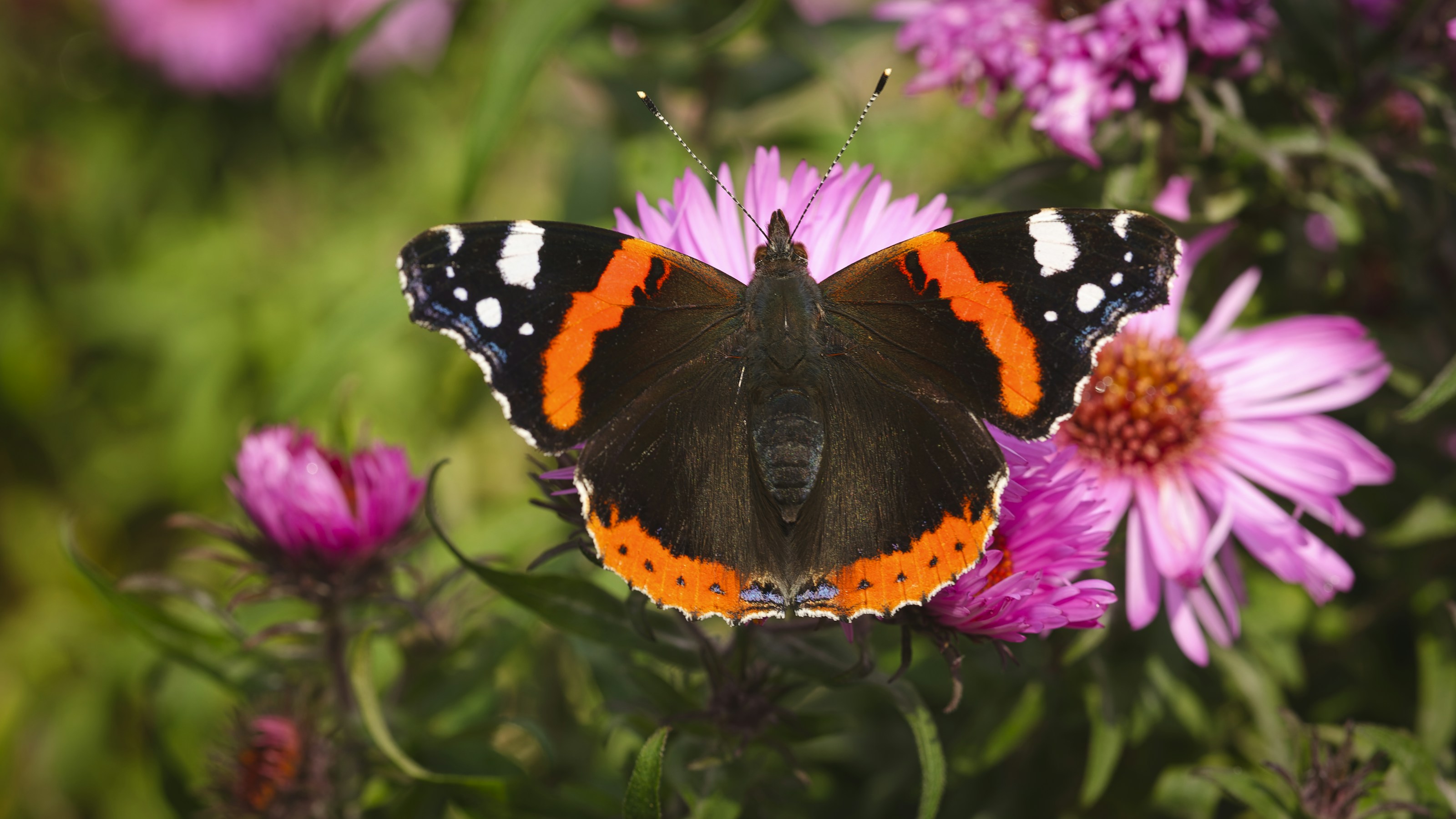 A red admiral butterfly at rest
