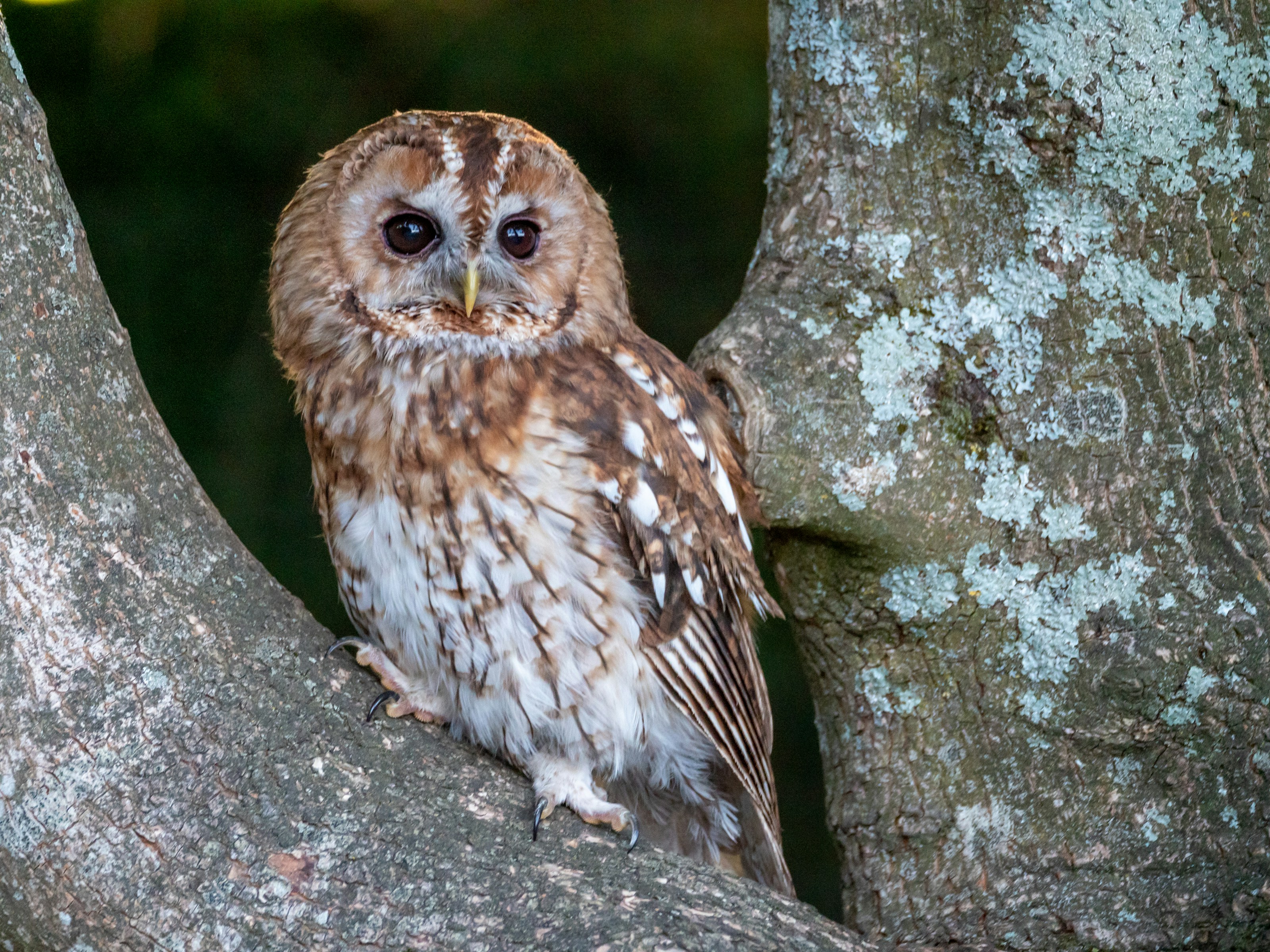 A tawny owl perched outdoors