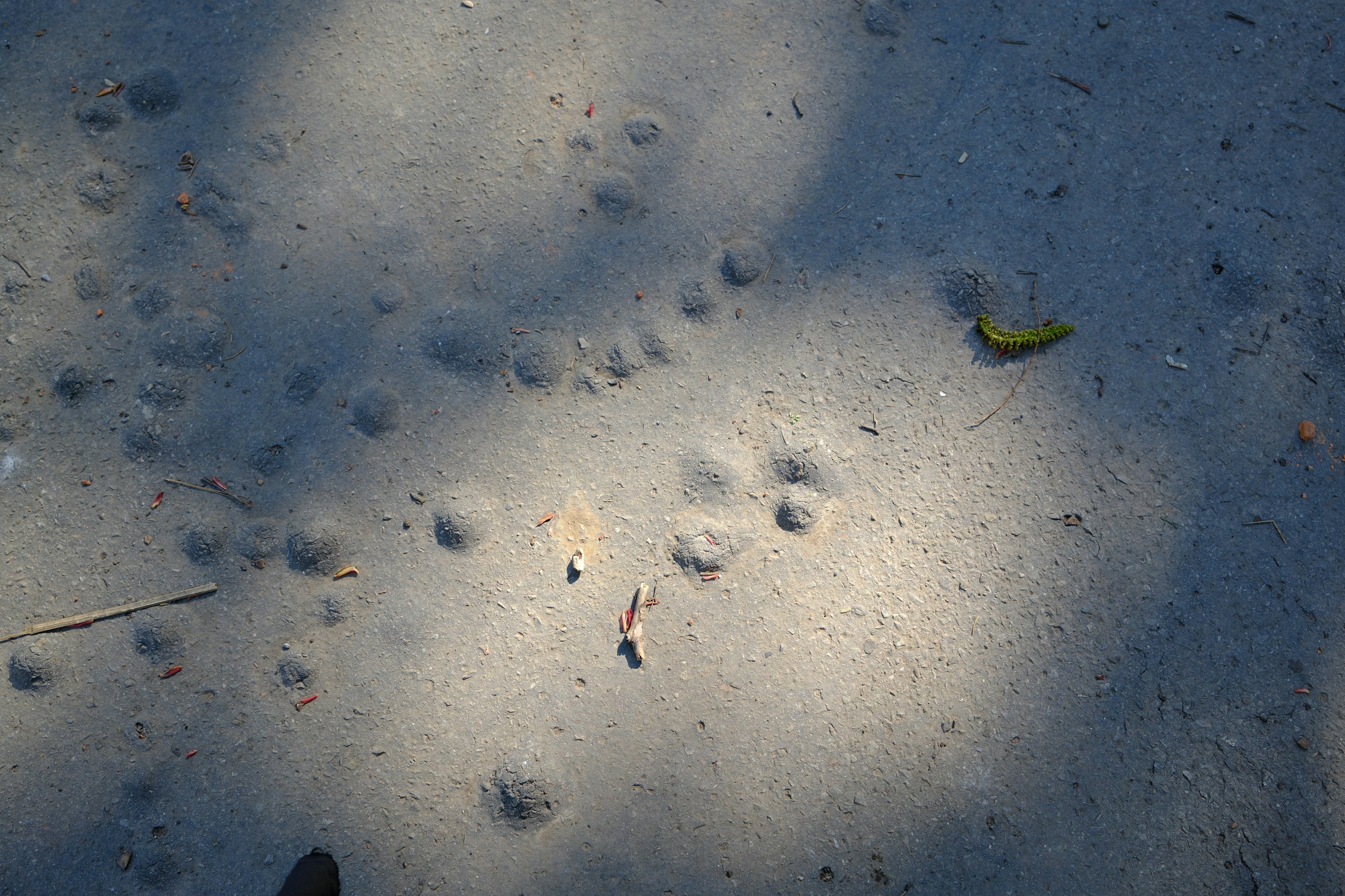 Animal tracks on the ground