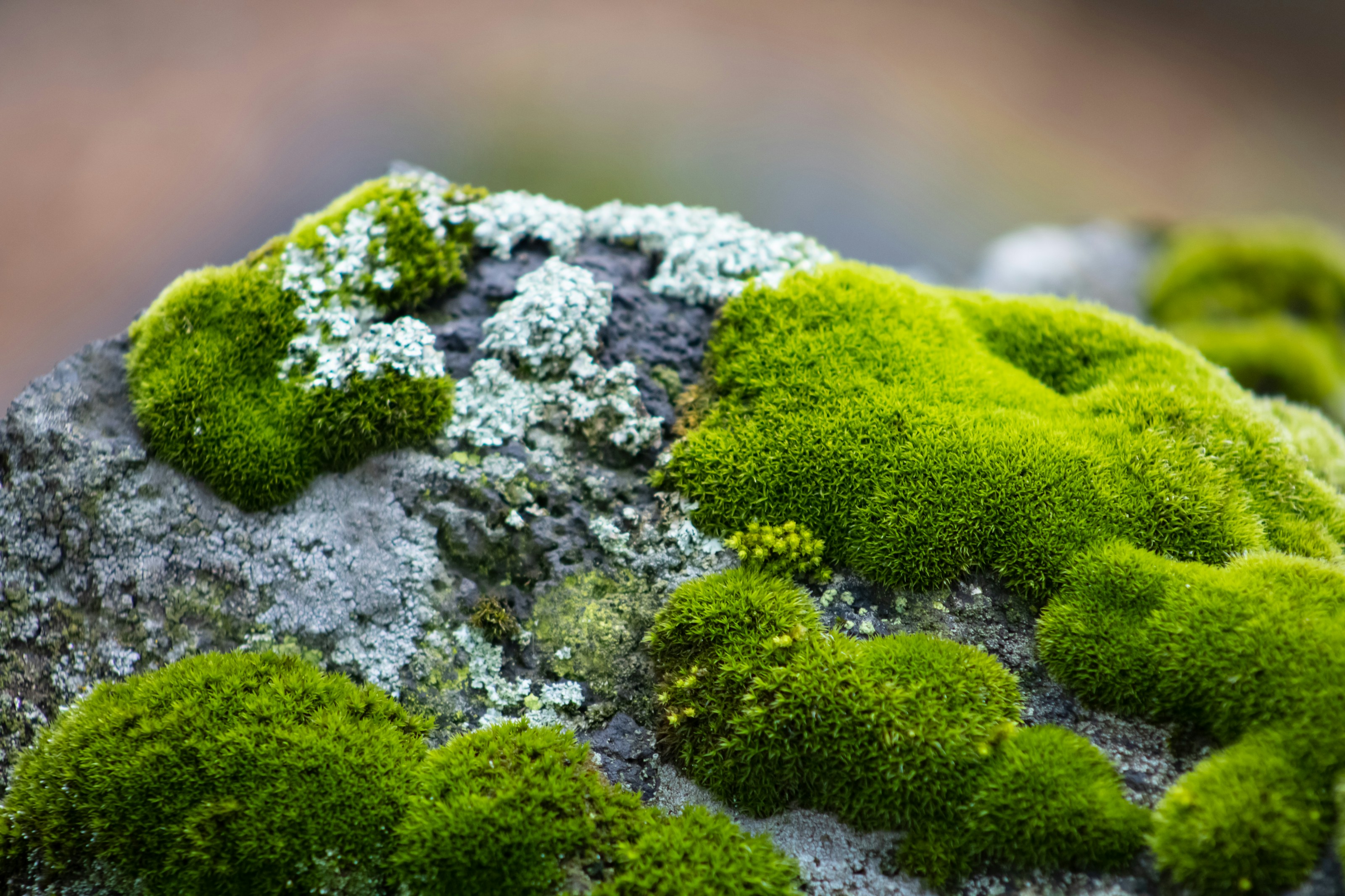 Soft green moss covering a natural surface