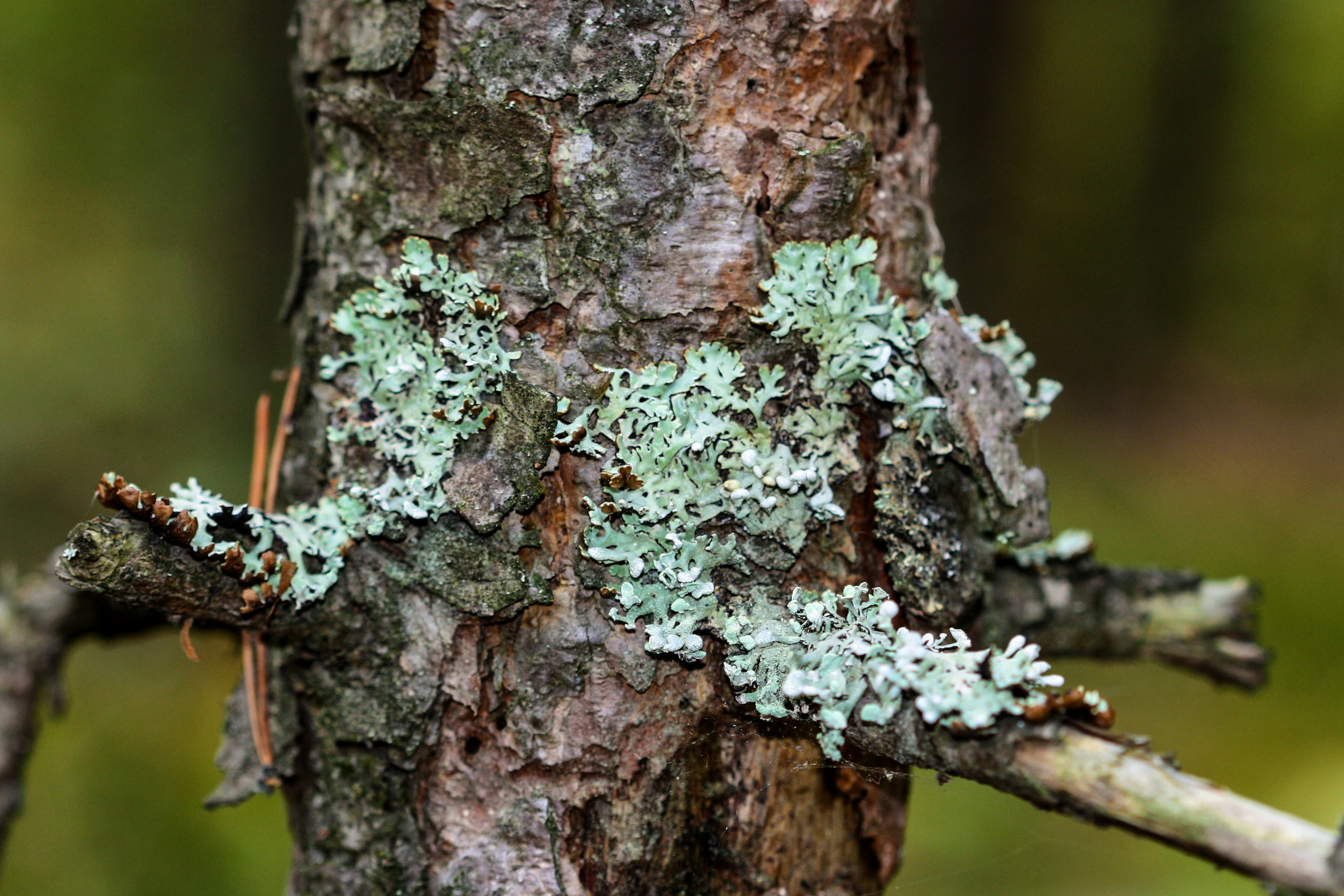 Lichen growing on a branch