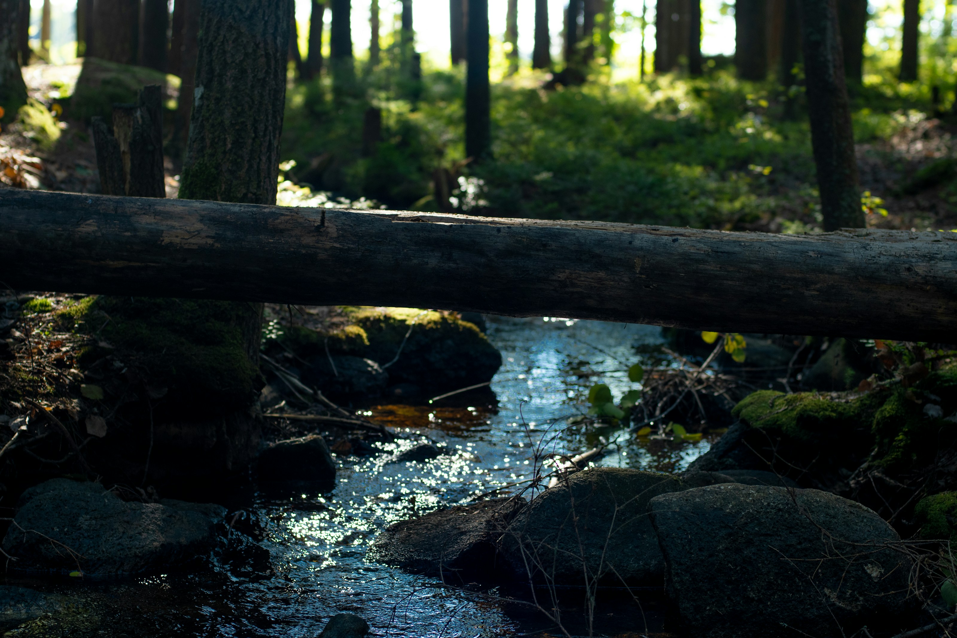 A stream flowing through woodland