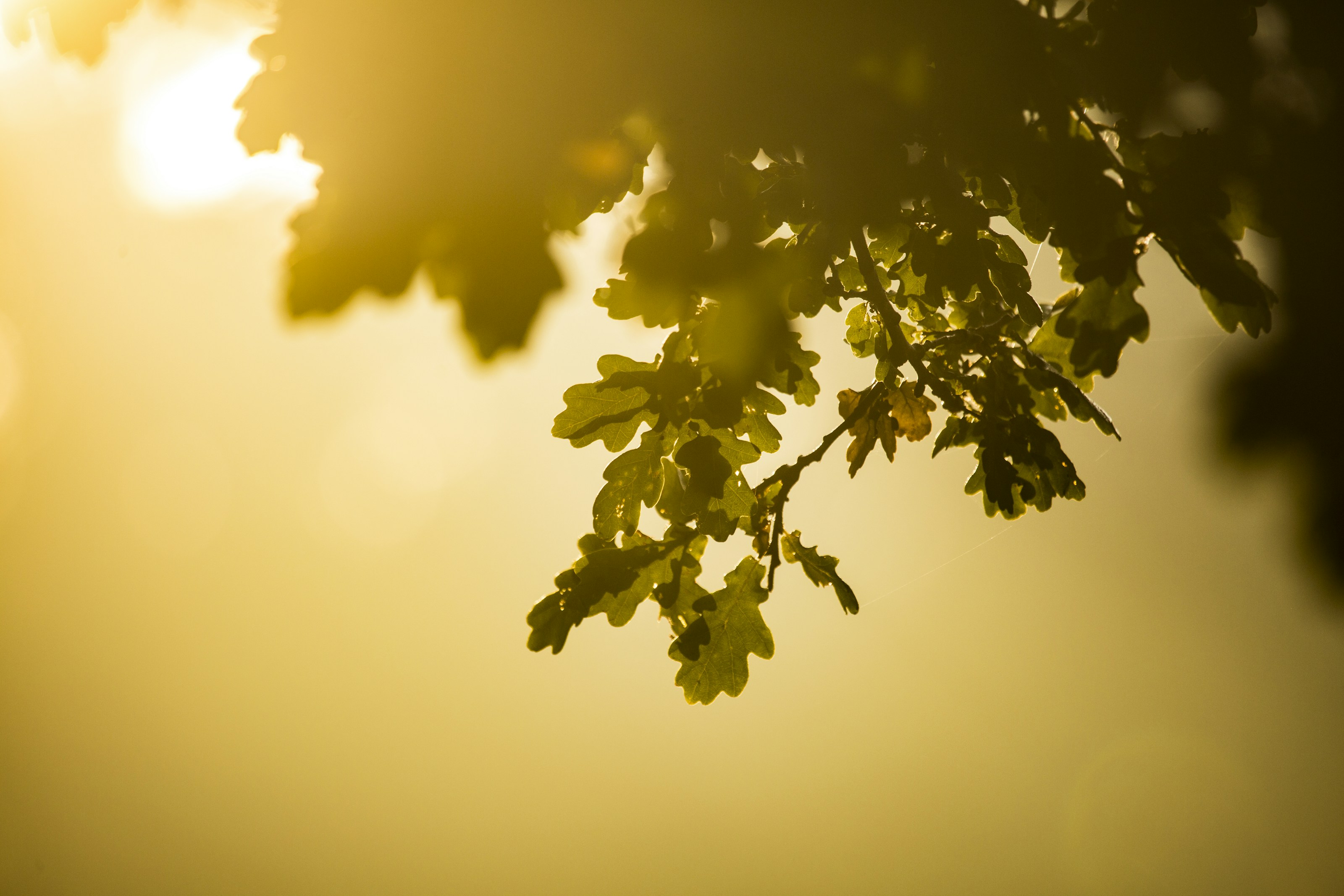 Oak leaves in woodland