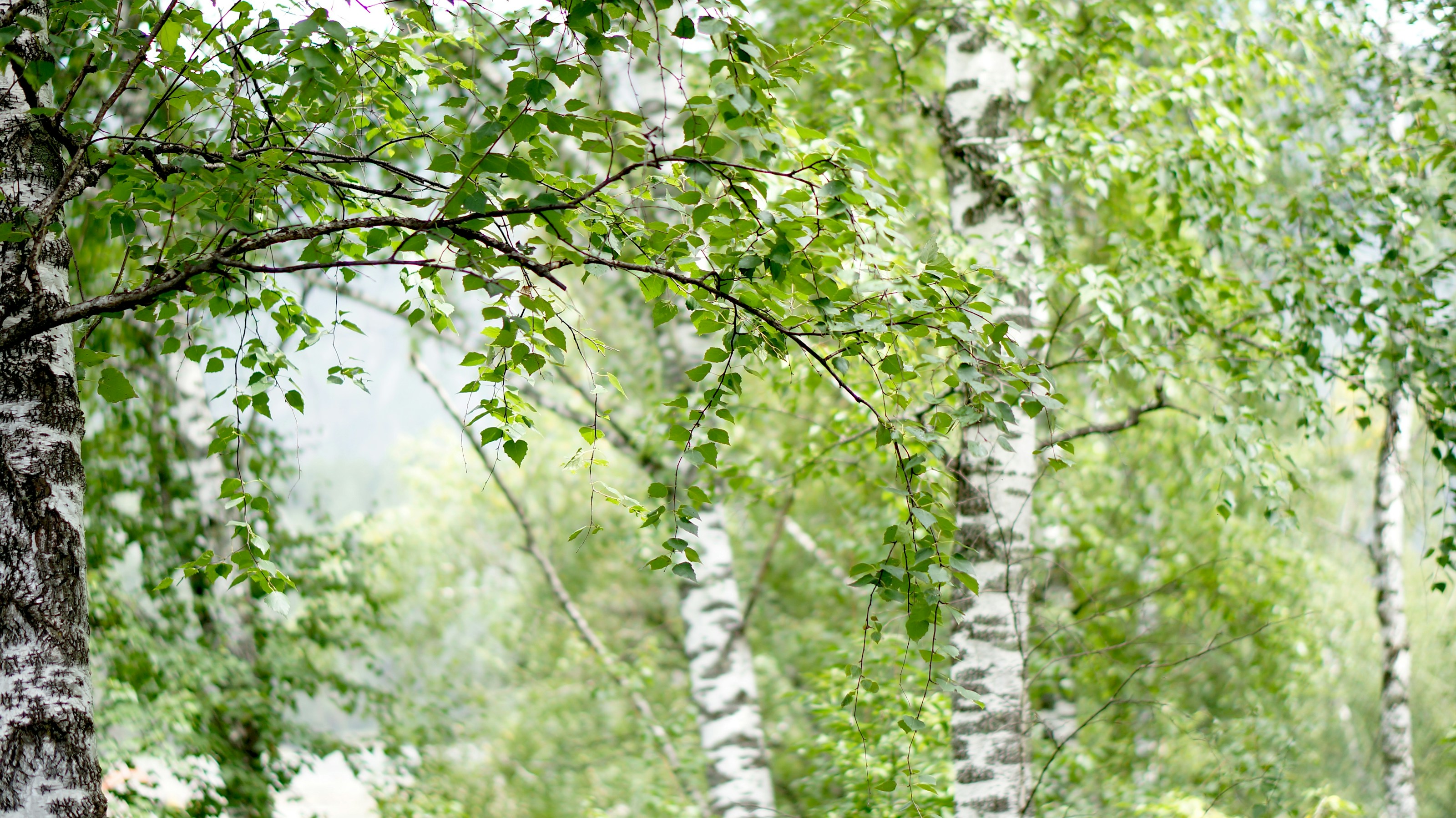 Birch trees in woodland