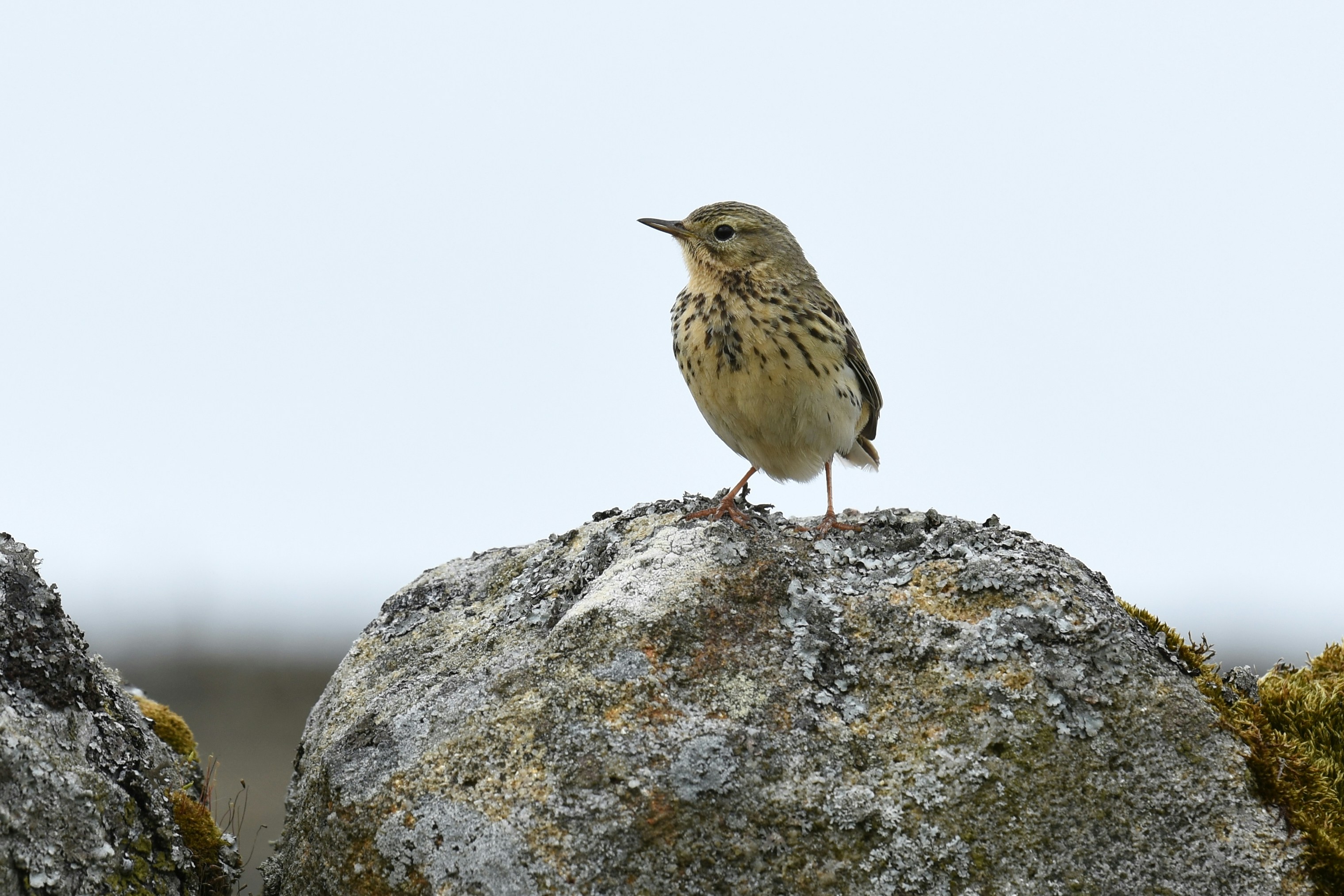 A meadow pipit on a mossy stone wall