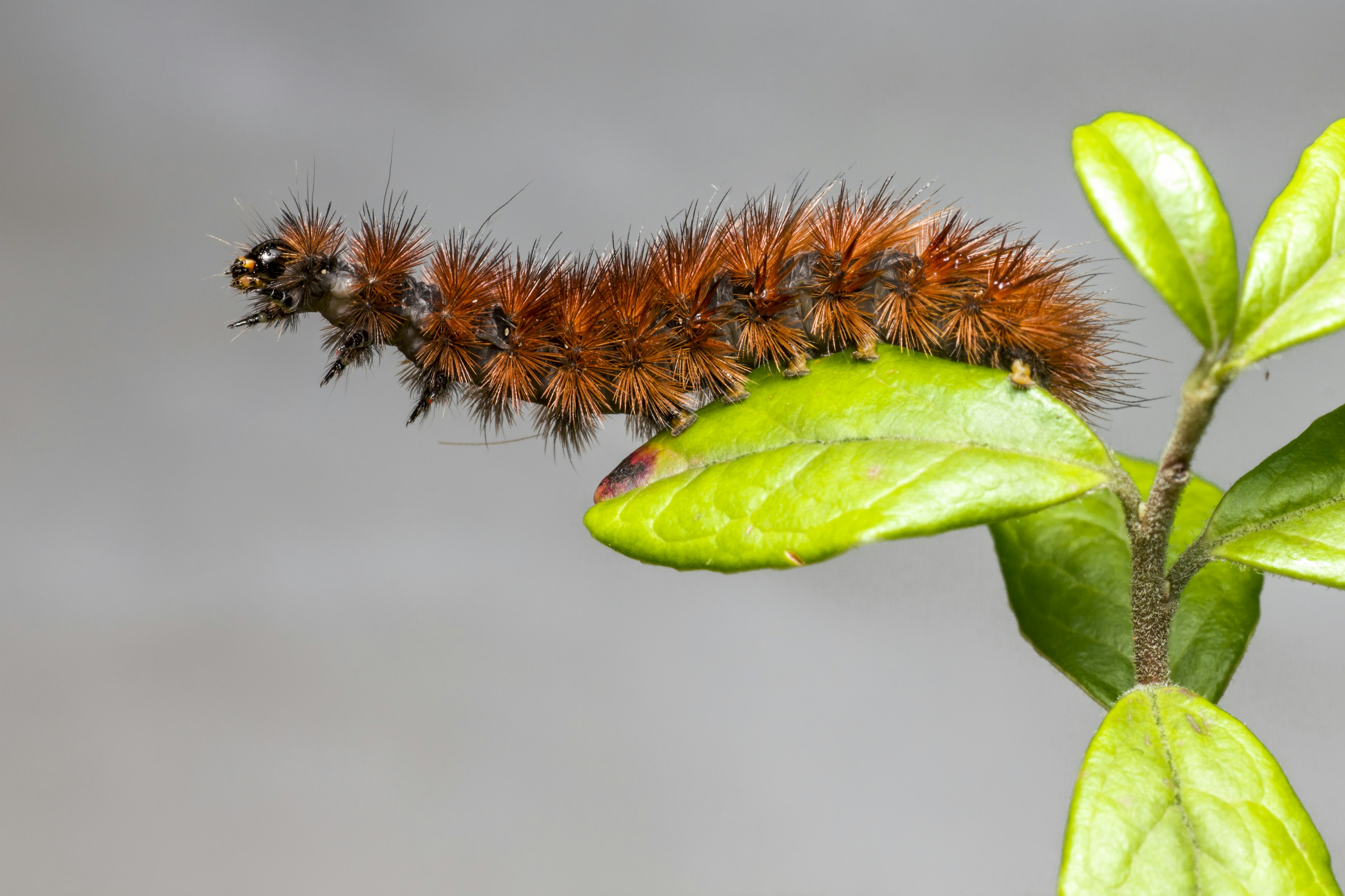 A hairy moth caterpillar on vegetation