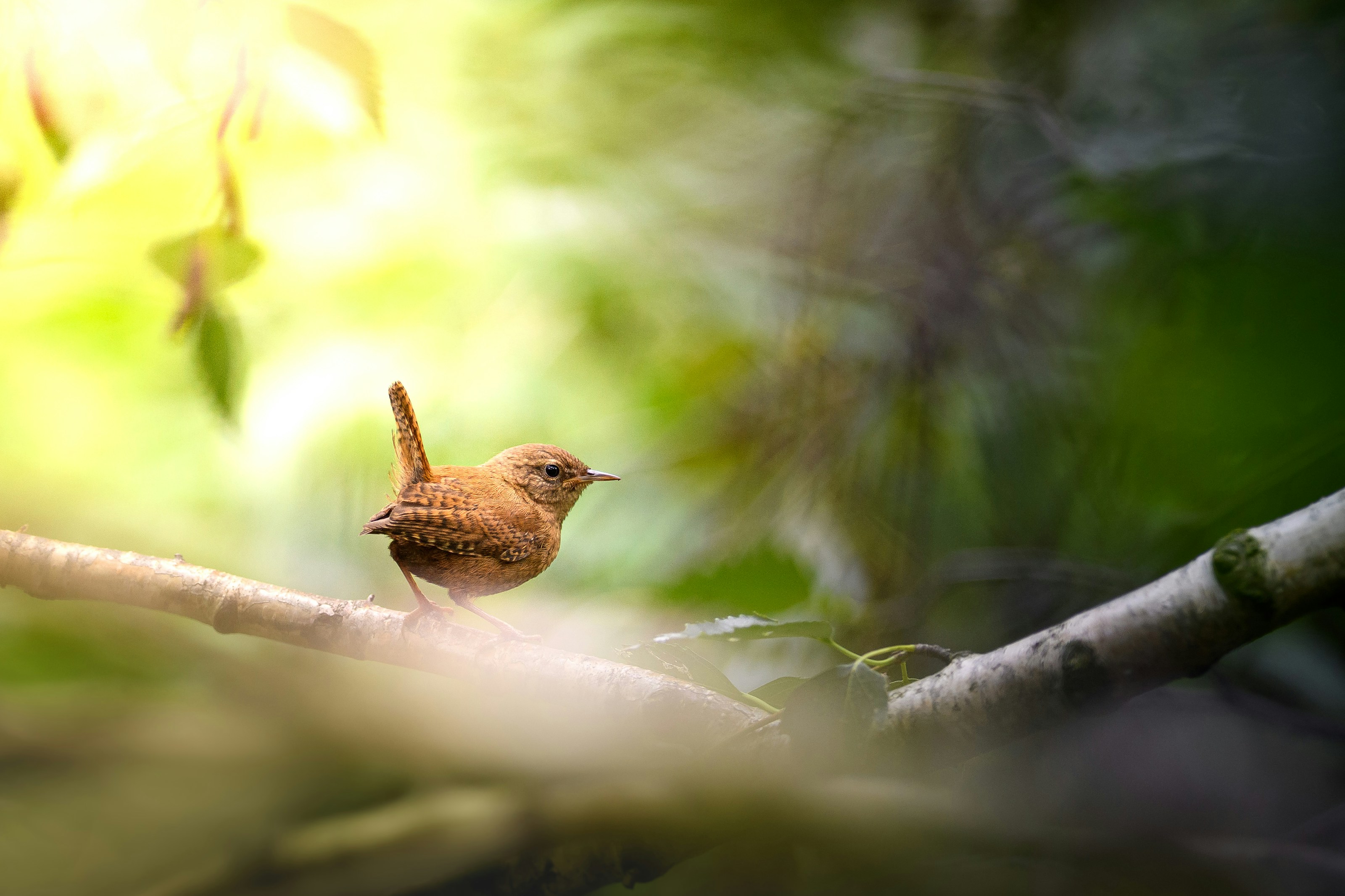 A Eurasian wren perched outdoors