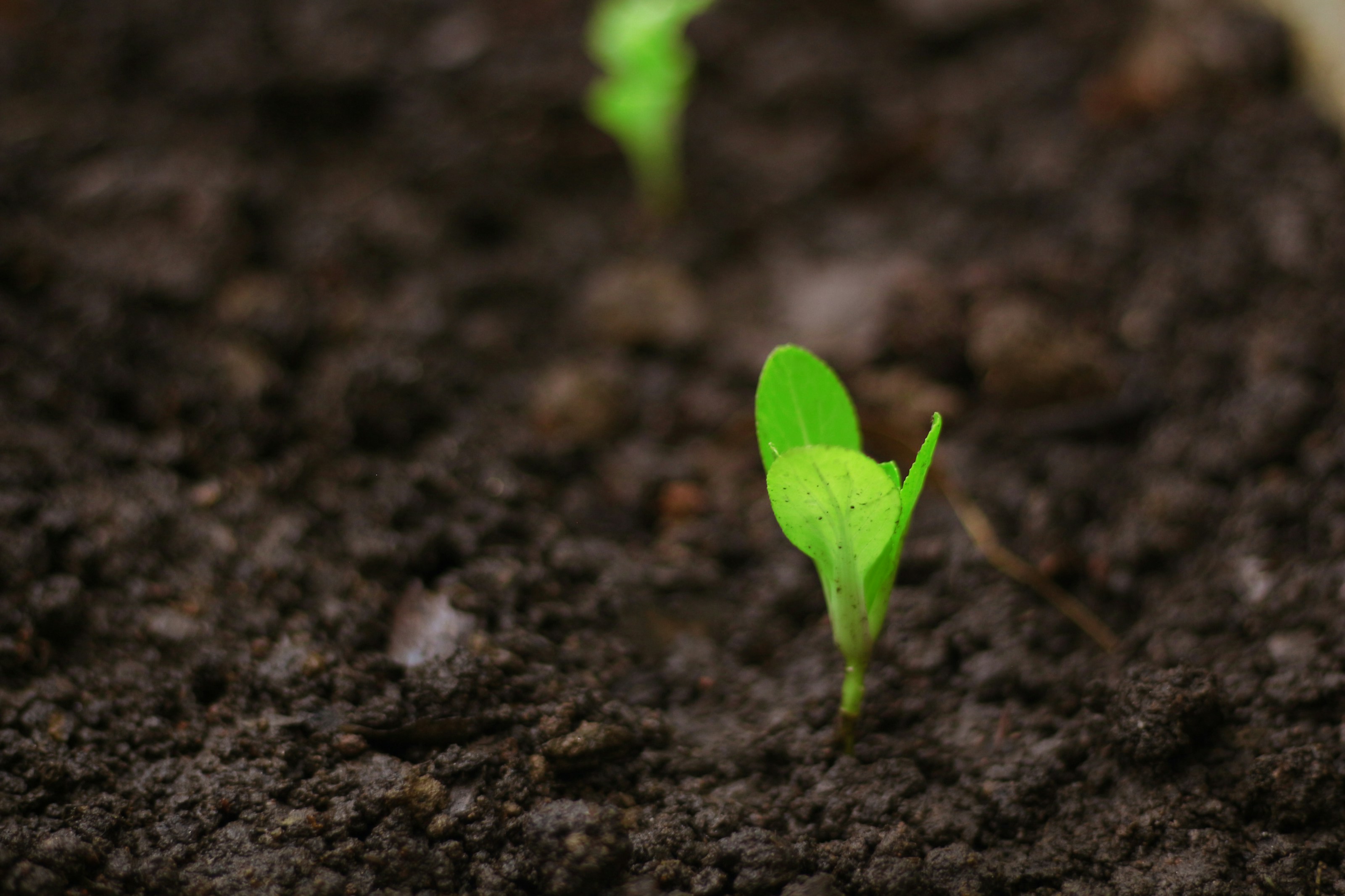 Young seedlings beginning to grow