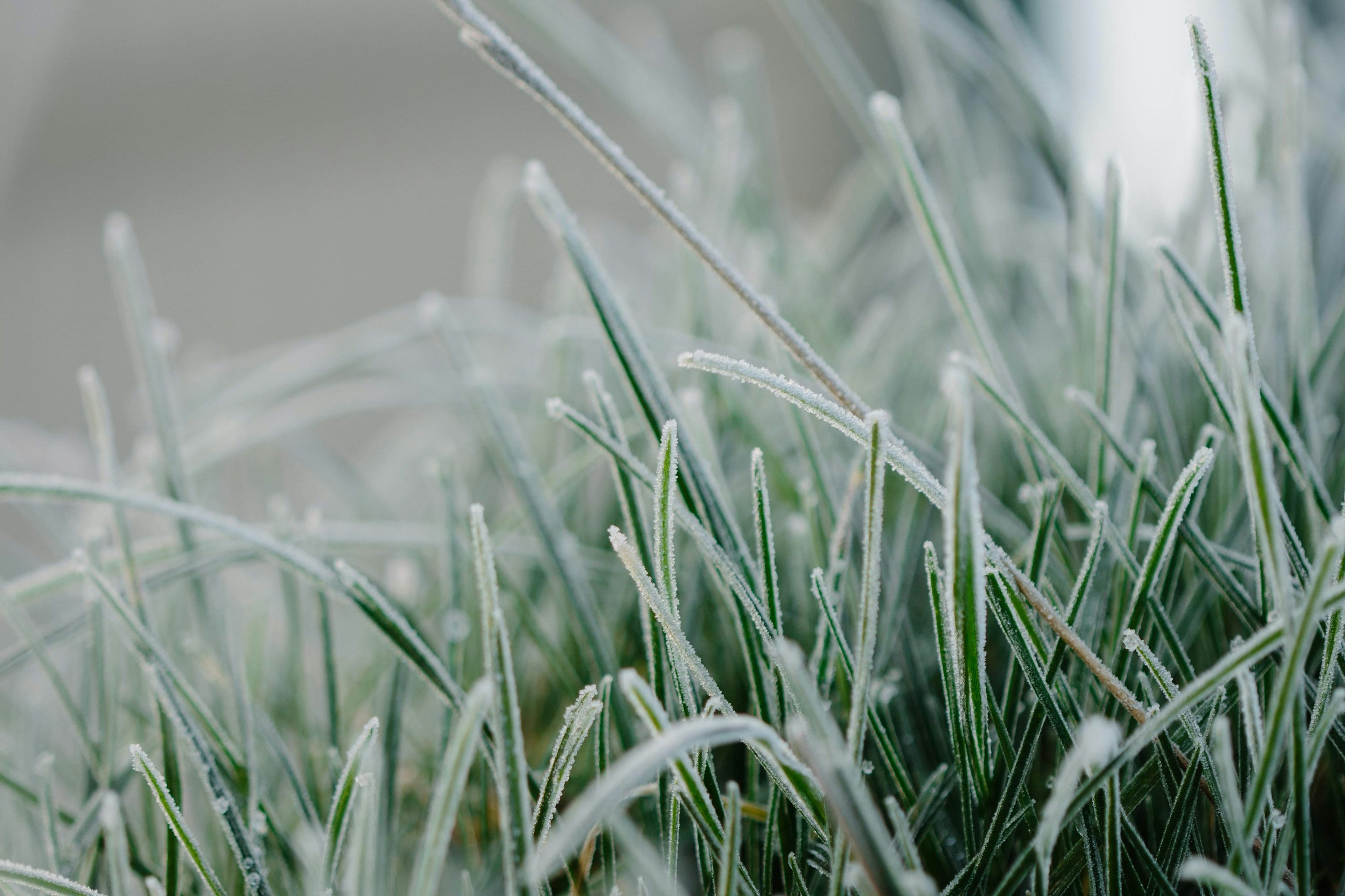 Frost on winter grass
