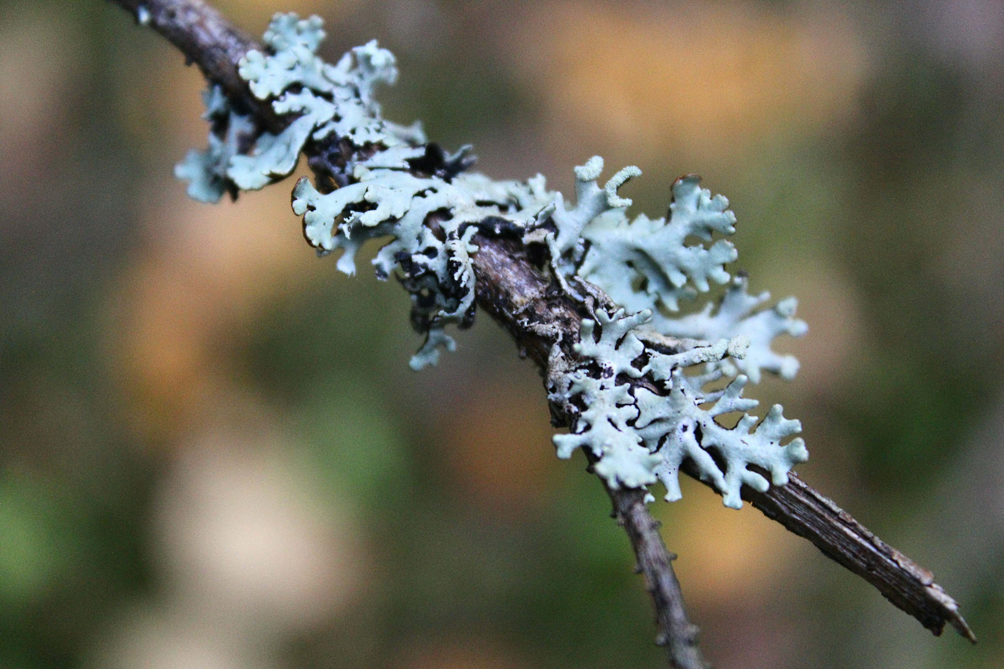 Lichen growing on a branch